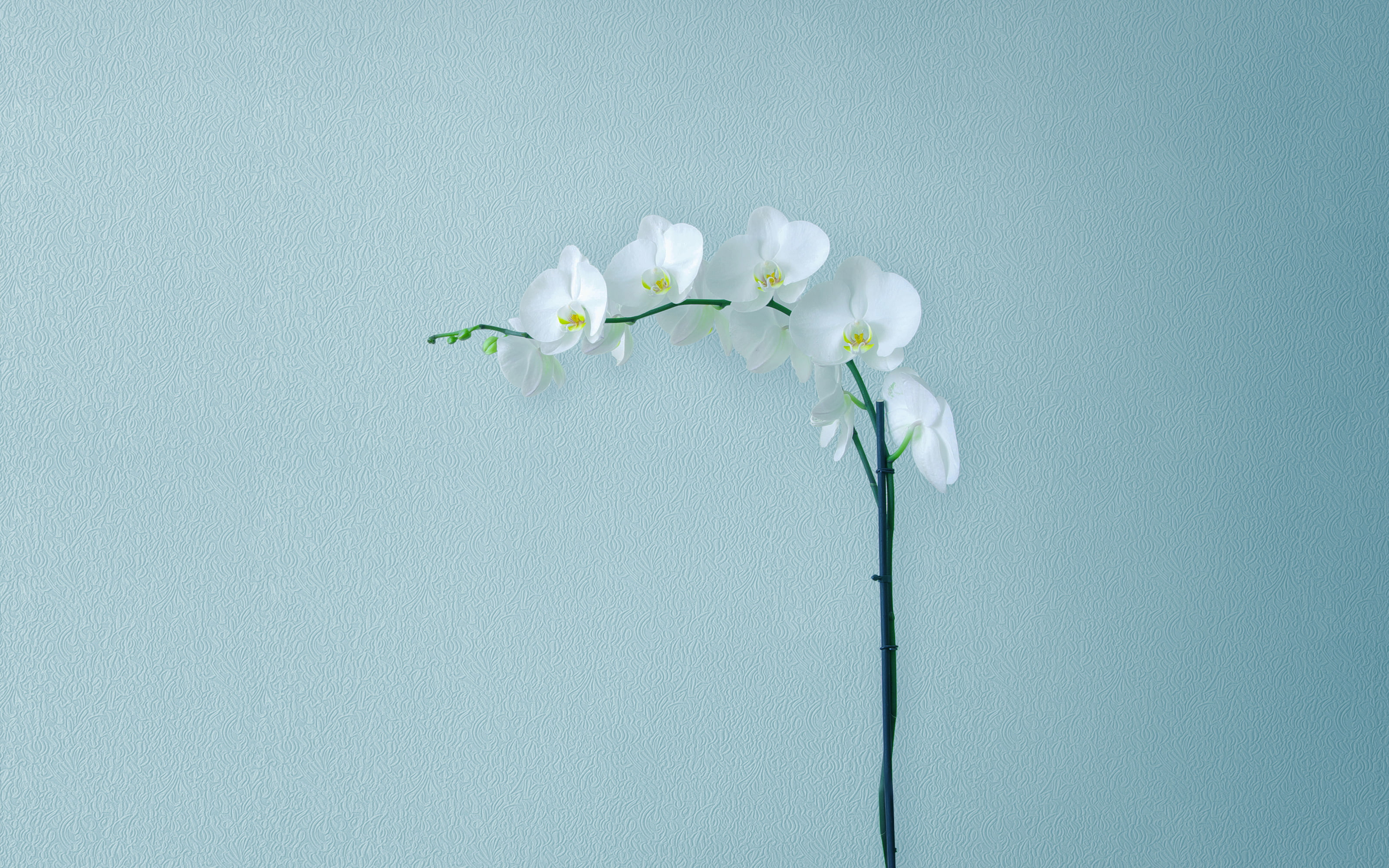 close-up, flower head, beauty in nature, MediaPad, white color, vulnerability, springtime, day, blue, fragility, inflorescence, outdoors, plant, Stock, HD Wallpaper