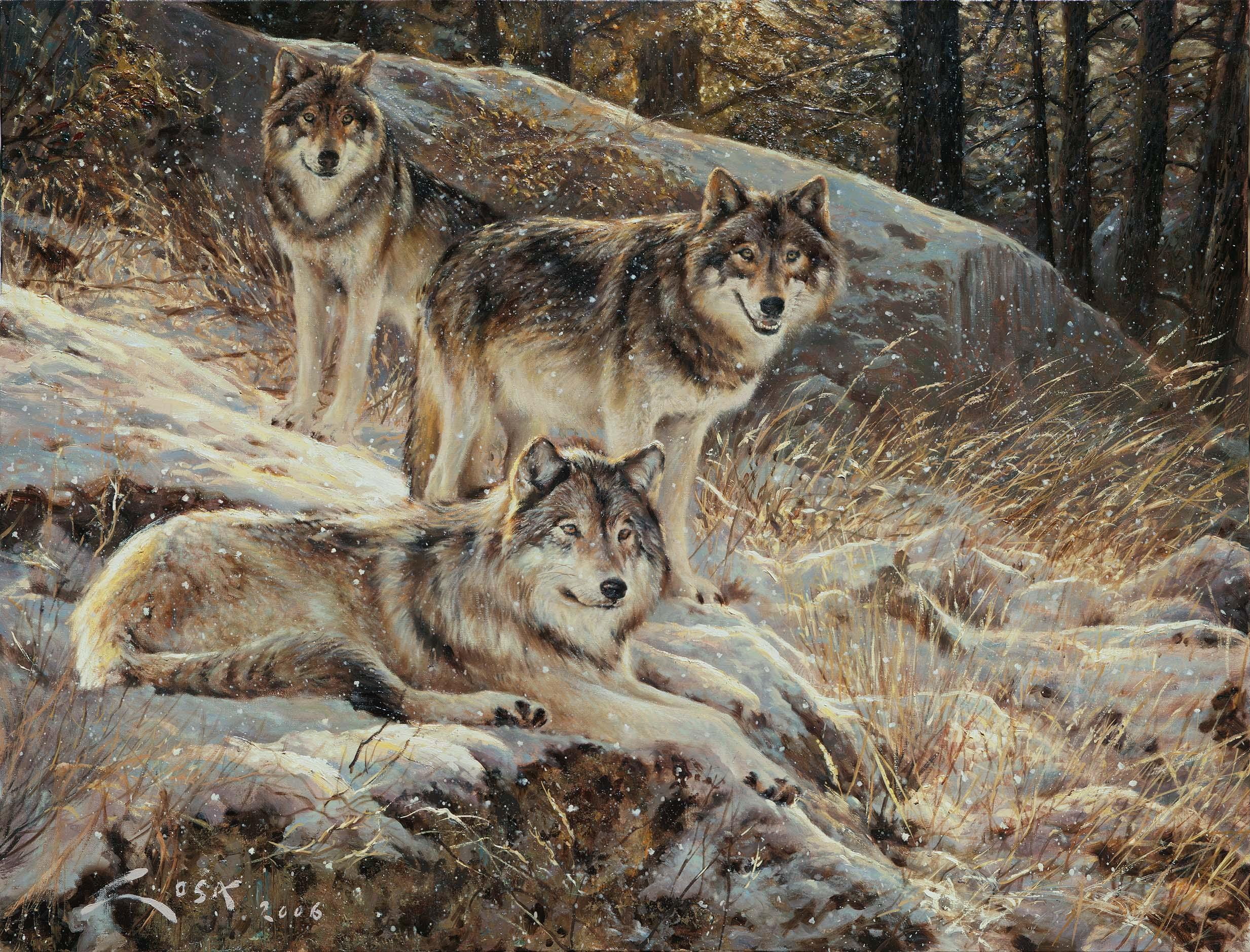 animals, 1080P, wolves, dogs, grey wolf, mates, team, wolf, HD Wallpaper