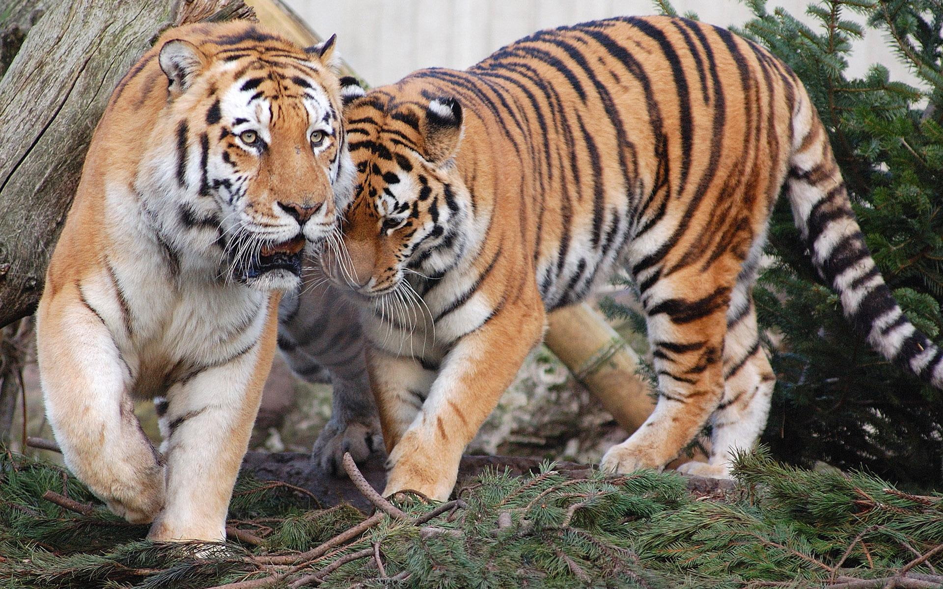 tigers, mates, pair, forest, 1080P, animals, two, brown, HD Wallpaper