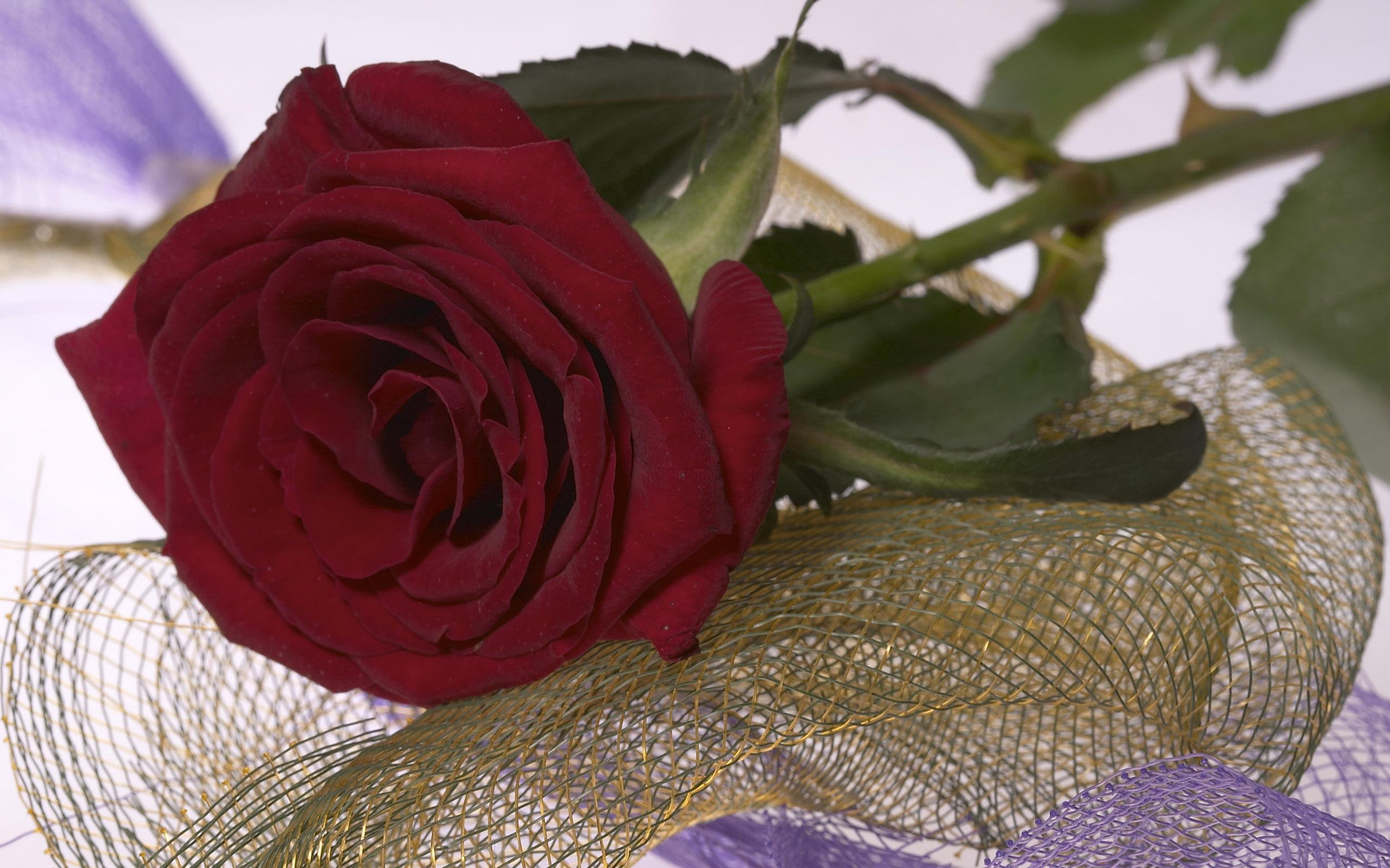 nature and landscapes, flower, red, rose, mating, 2K, HD Wallpaper