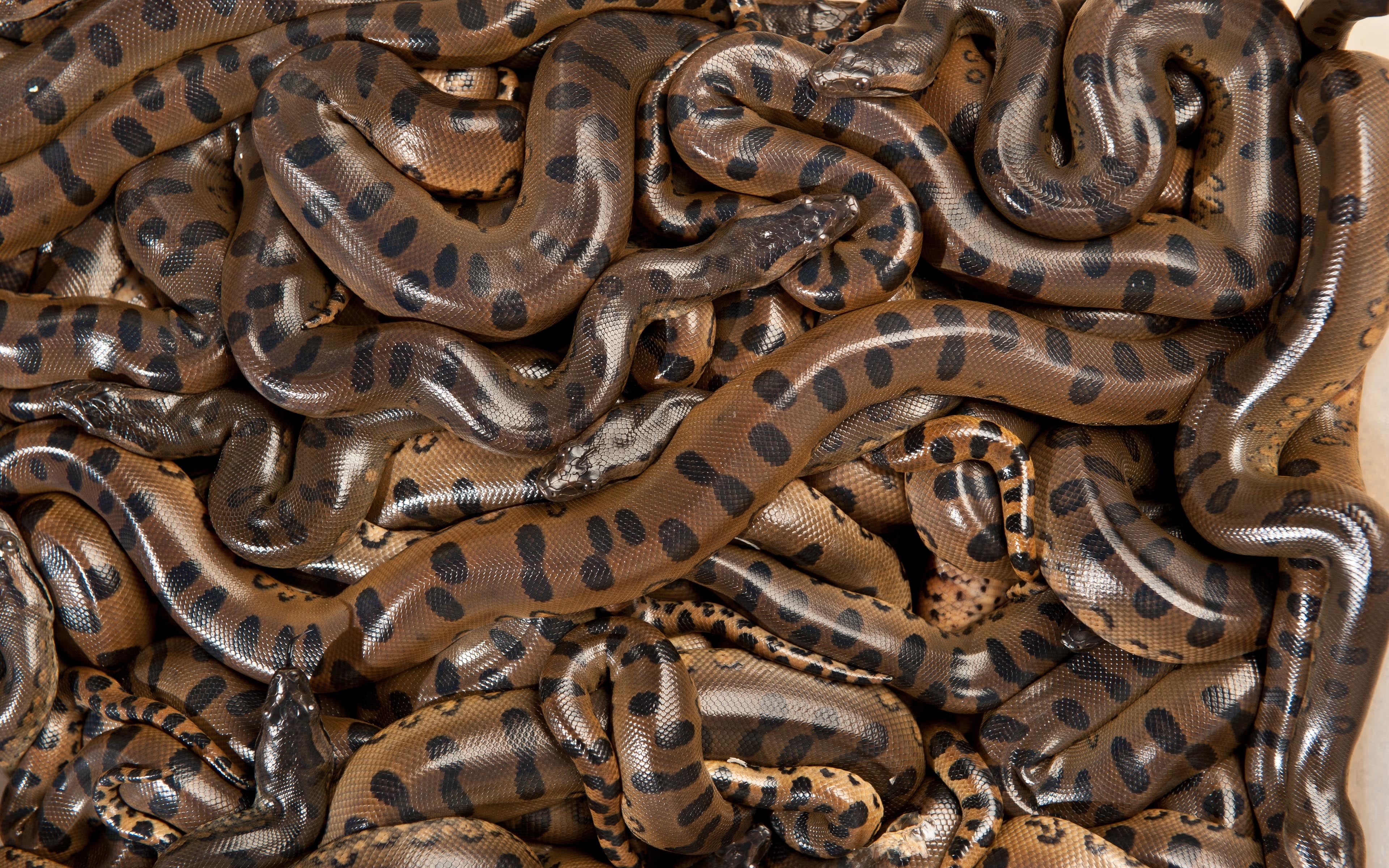 old, close-up, hd, large group of objects, architecture, no people, art and craft, mating, metal, backgrounds, anacondas, carving - craft product, HD Wallpaper