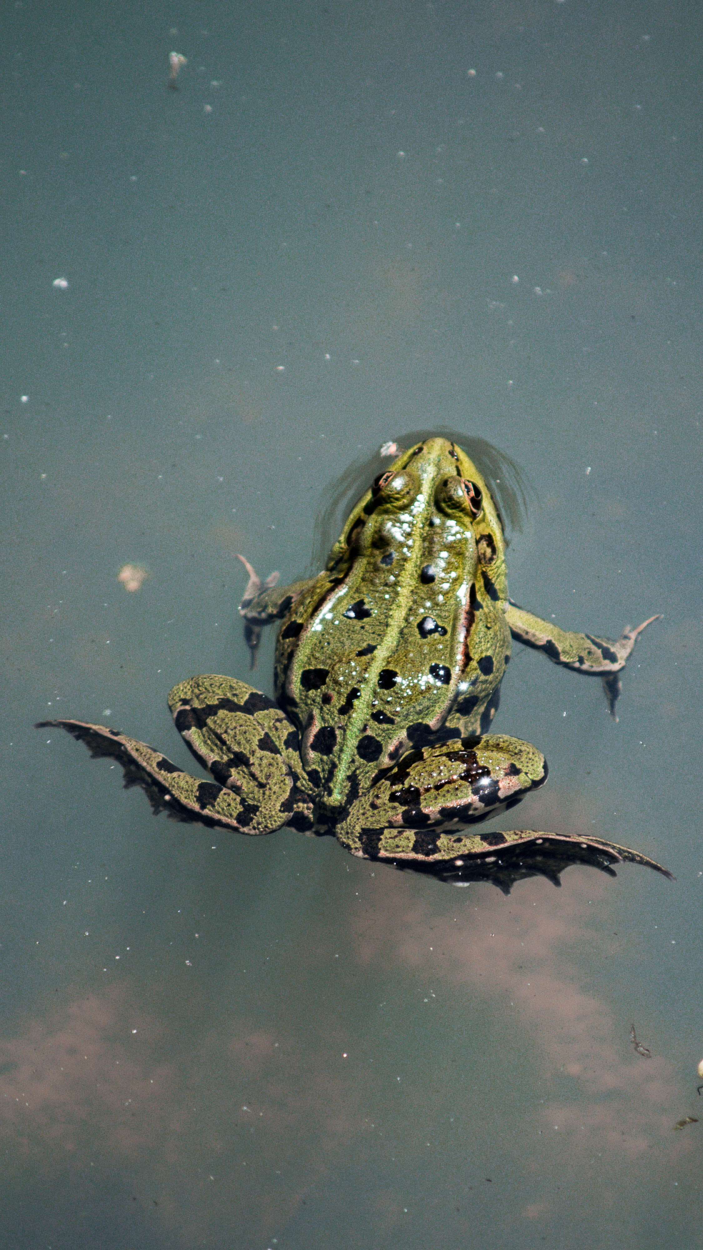 animals in the wild, frog, lake, day, lizard, animal themes, sainte-croix park, vertebrate, 4K, high angle view, animals, sea life, invertebrate, marine, Phone HD Wallpaper