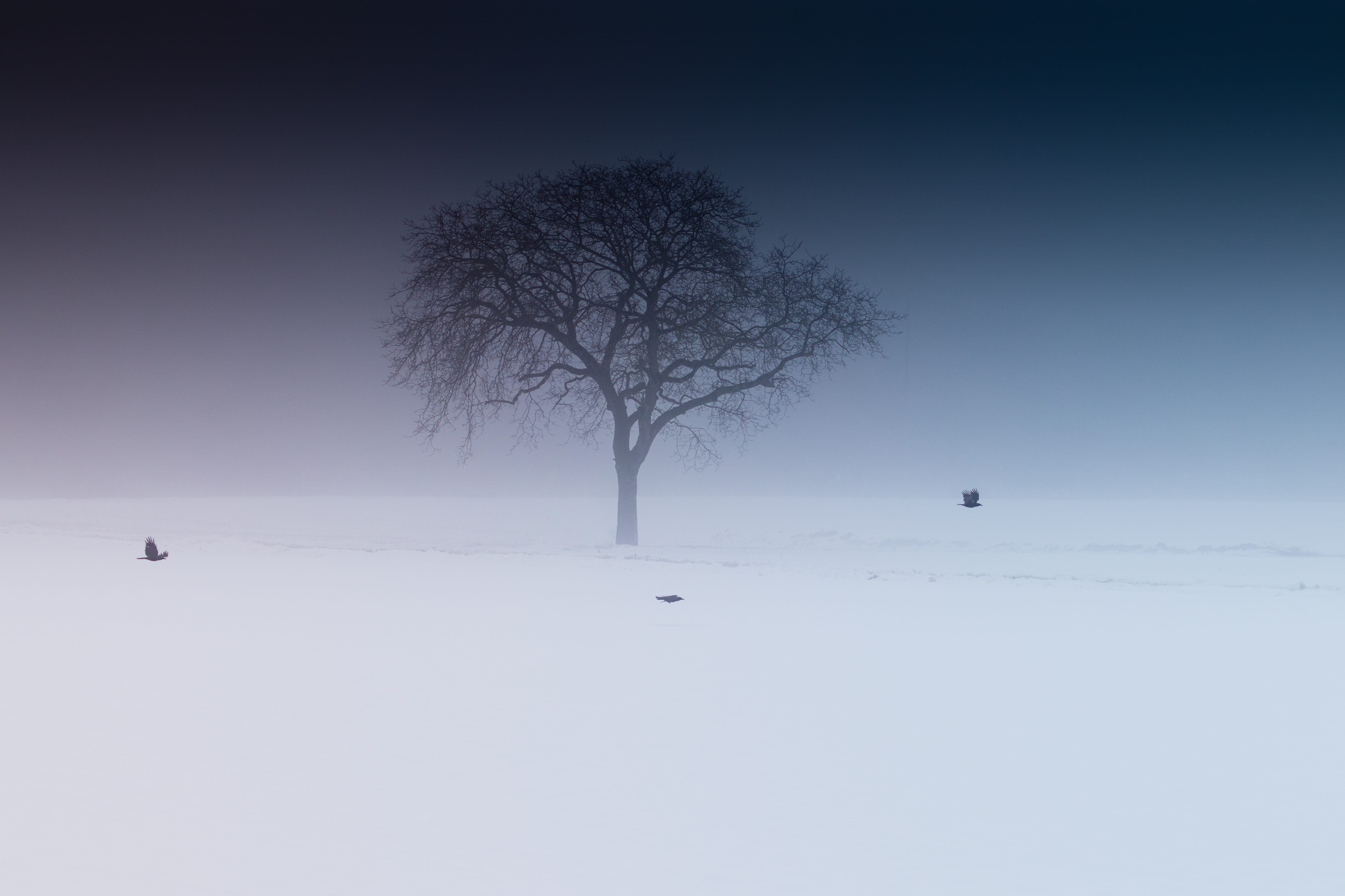 tranquility, cold temperature, nature, day, no people, green, lone, covered, sky, horizon, snowfield, background, minimal, tree, tranquil scene, 5K, land, HD Wallpaper