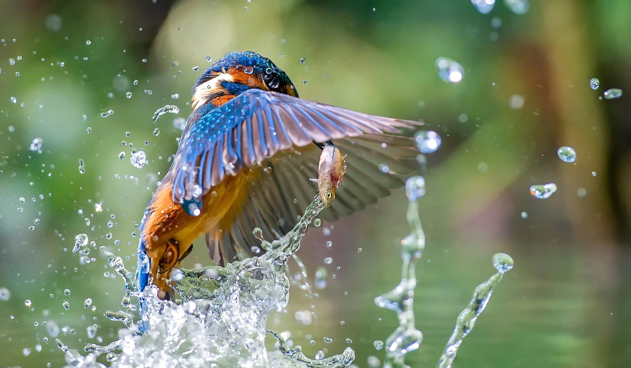 squirt, bird, catch, 1080P, fish, Kingfisher, water, HD Wallpaper