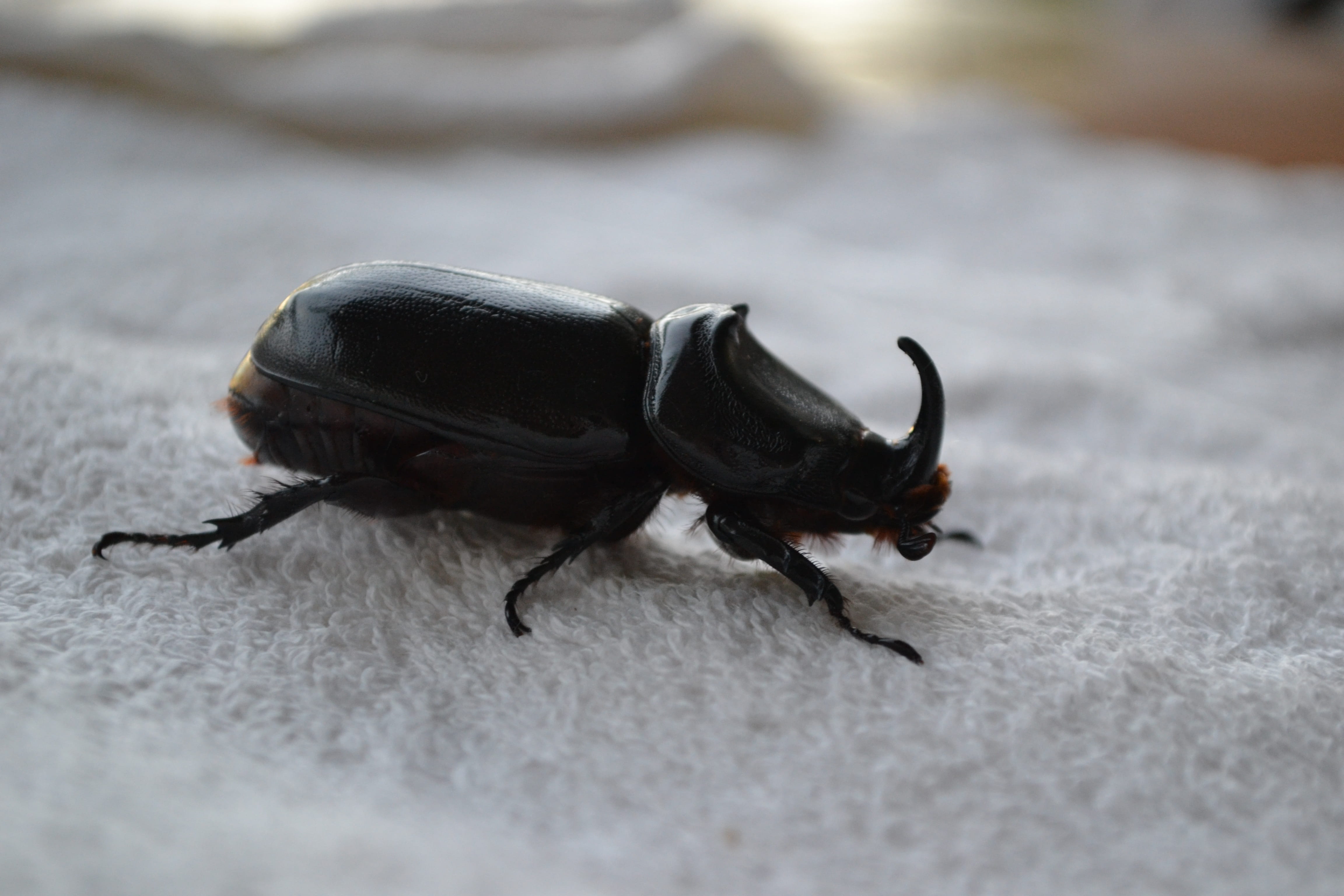 insect, outdoors, rhinoceros, close-up, rhino, black color, 4K, selective focus, Seychelles, Horn, invertebrate, black, Rhinoceros, Beetle, fauna, animal body part, HD Wallpaper