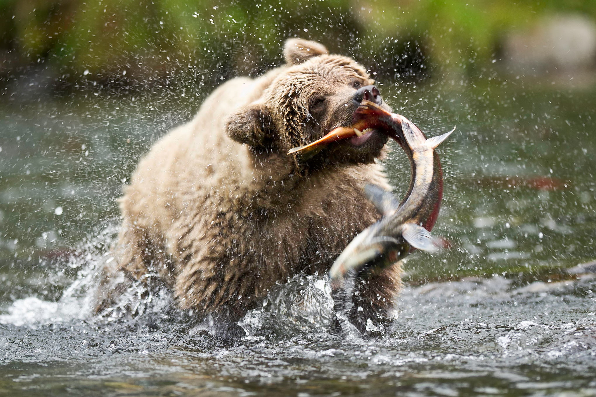 shaking, mammal, animal wildlife, mouth open, 1080P, Russian river, splashing, Alaska, fish, outdoors, MommaD photos, animals in the wild, one animal, HD Wallpaper