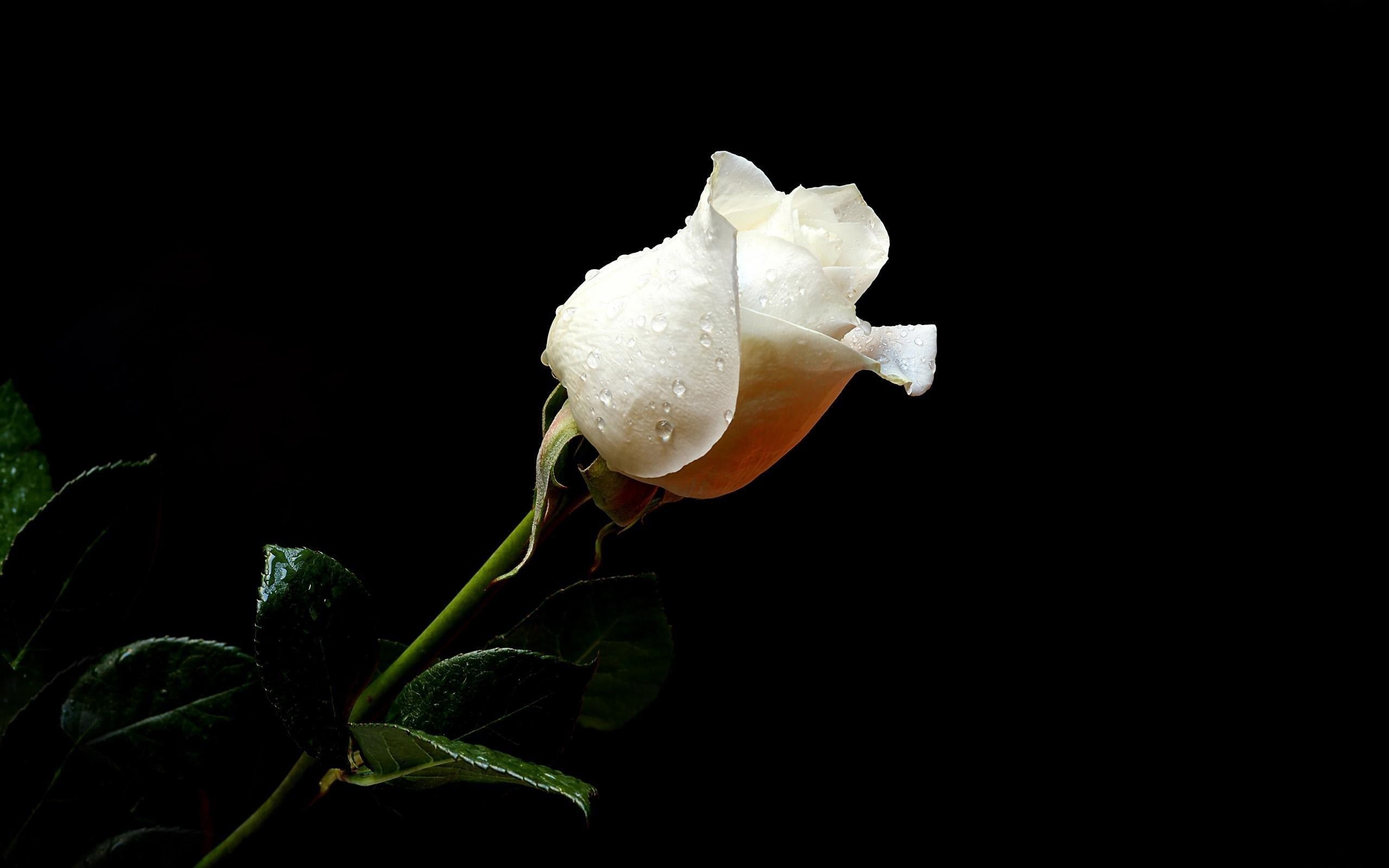 freshness, 2K, growth, petal, no People, botany, beauty In Nature, summer, white, rose, black Background, yellow, vulnerability, fresh, studio shot, white color, HD Wallpaper
