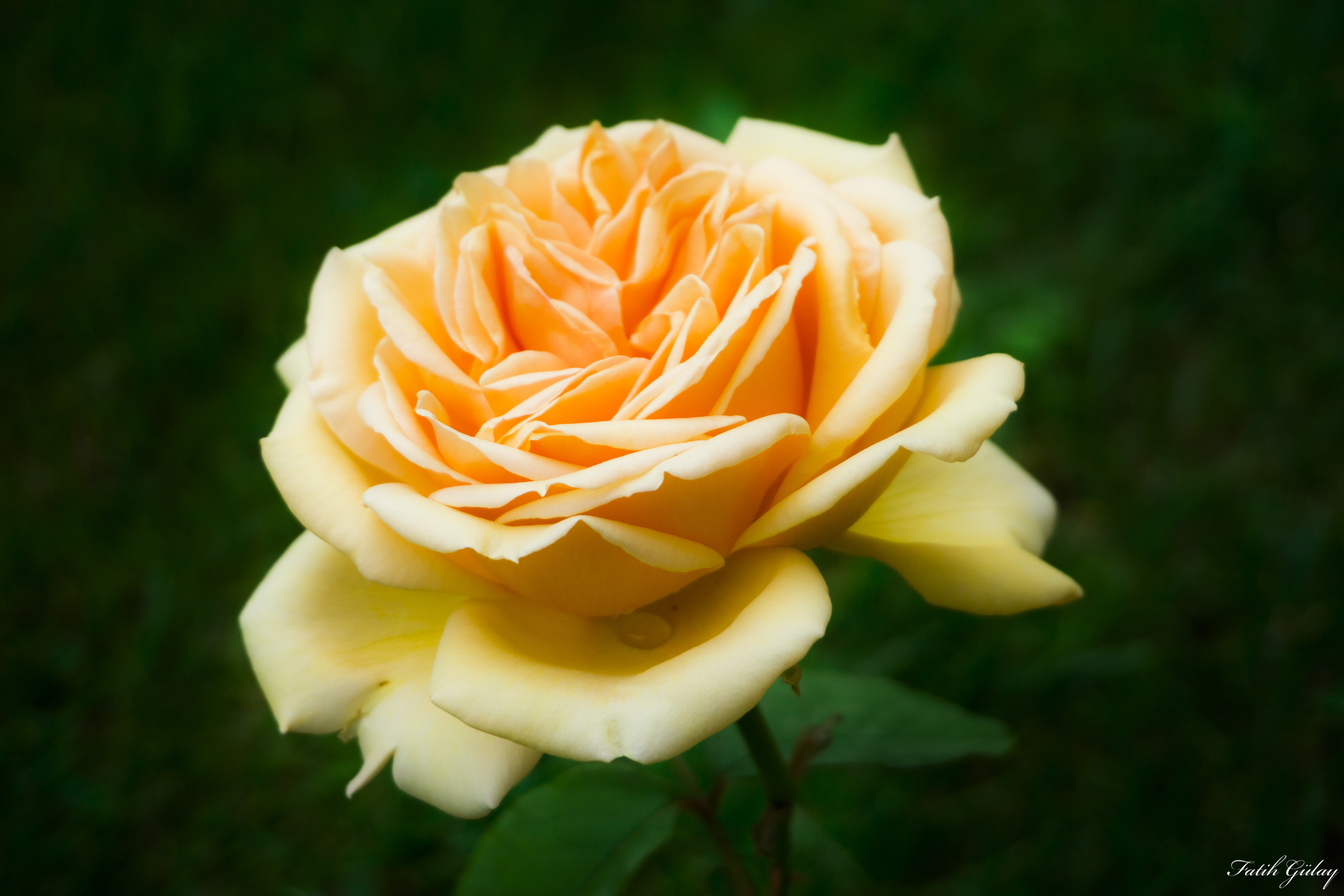 yellow, vulnerability, flower head, growth, petal, rose - flower, flower, day, softness, nature, 5K, plant, rose, close-up, freshness, outdoors, fragility, HD Wallpaper