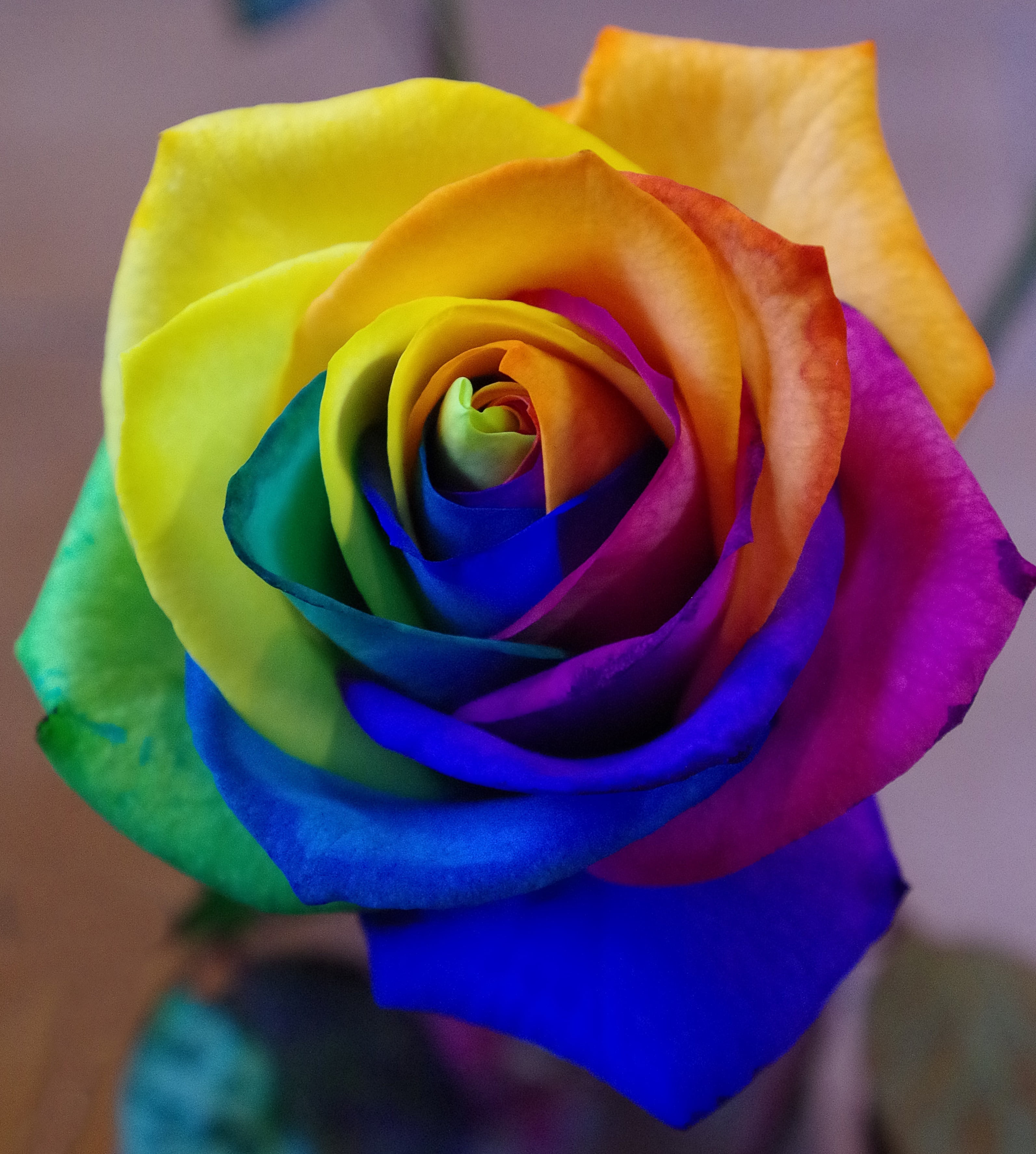 pink Color, single Flower, rose - Flower, freshness, red, rose, close-up, multi Colored, softness, flowering plant, valentines day - holiday, green Color, Phone HD Wallpaper