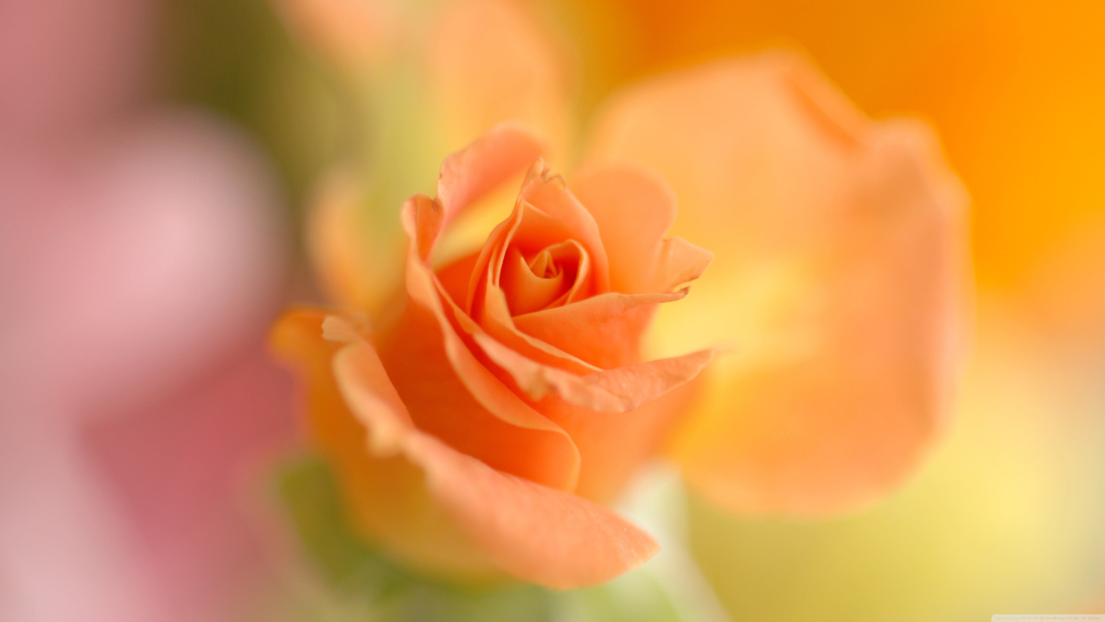 rose wine, flowering plant, beauty in nature, innocence, 4K, flower, rose, closeup, orange color, fragility, vulnerability, petal, outdoors, multi colored, HD Wallpaper