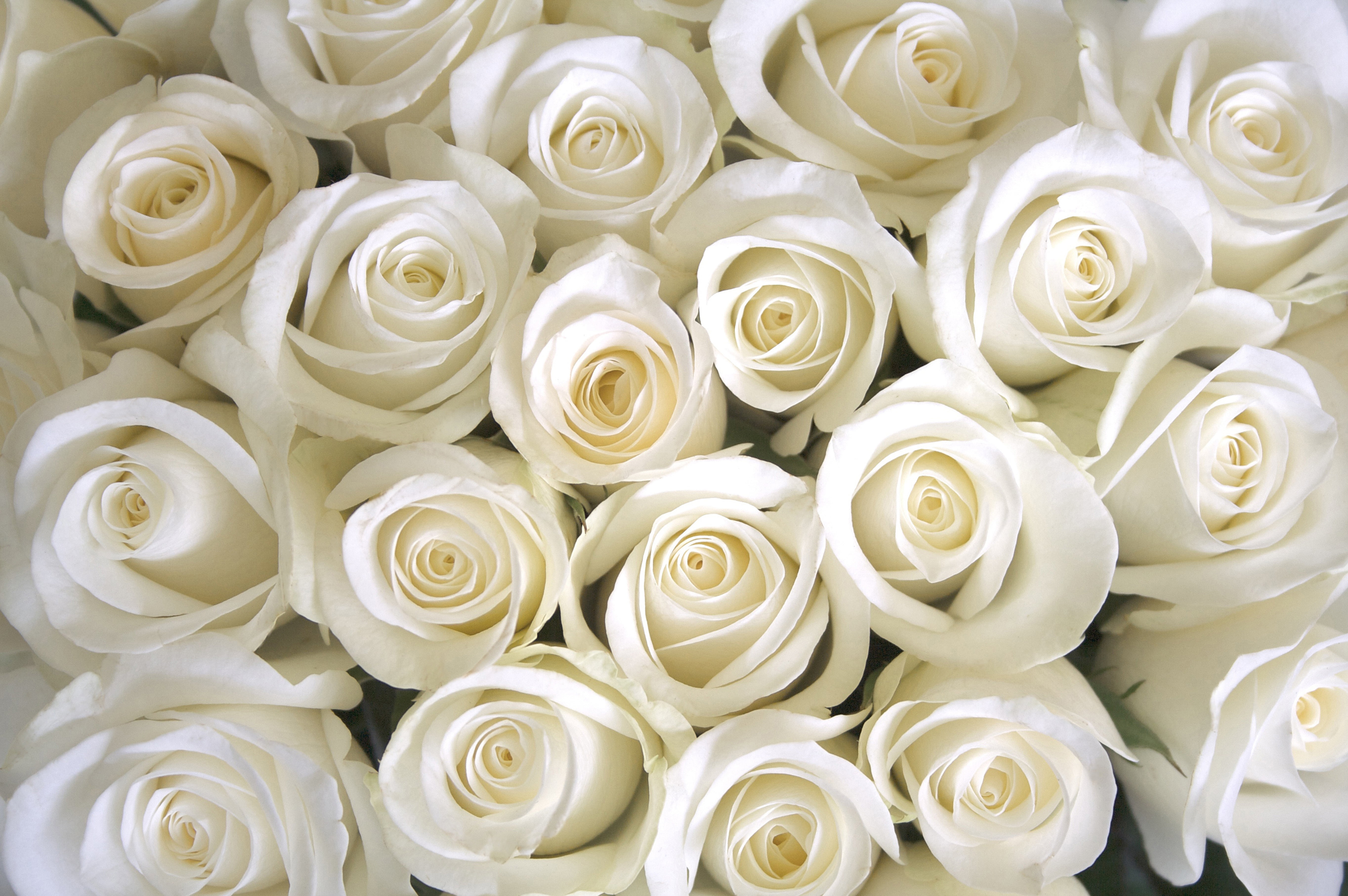 beauty In Nature, petal, roses, fragility, white color, rose - Flower, leaf, inflorescence, flower, pattern, rose white, romance, freshness, elegance, vulnerability, HD Wallpaper