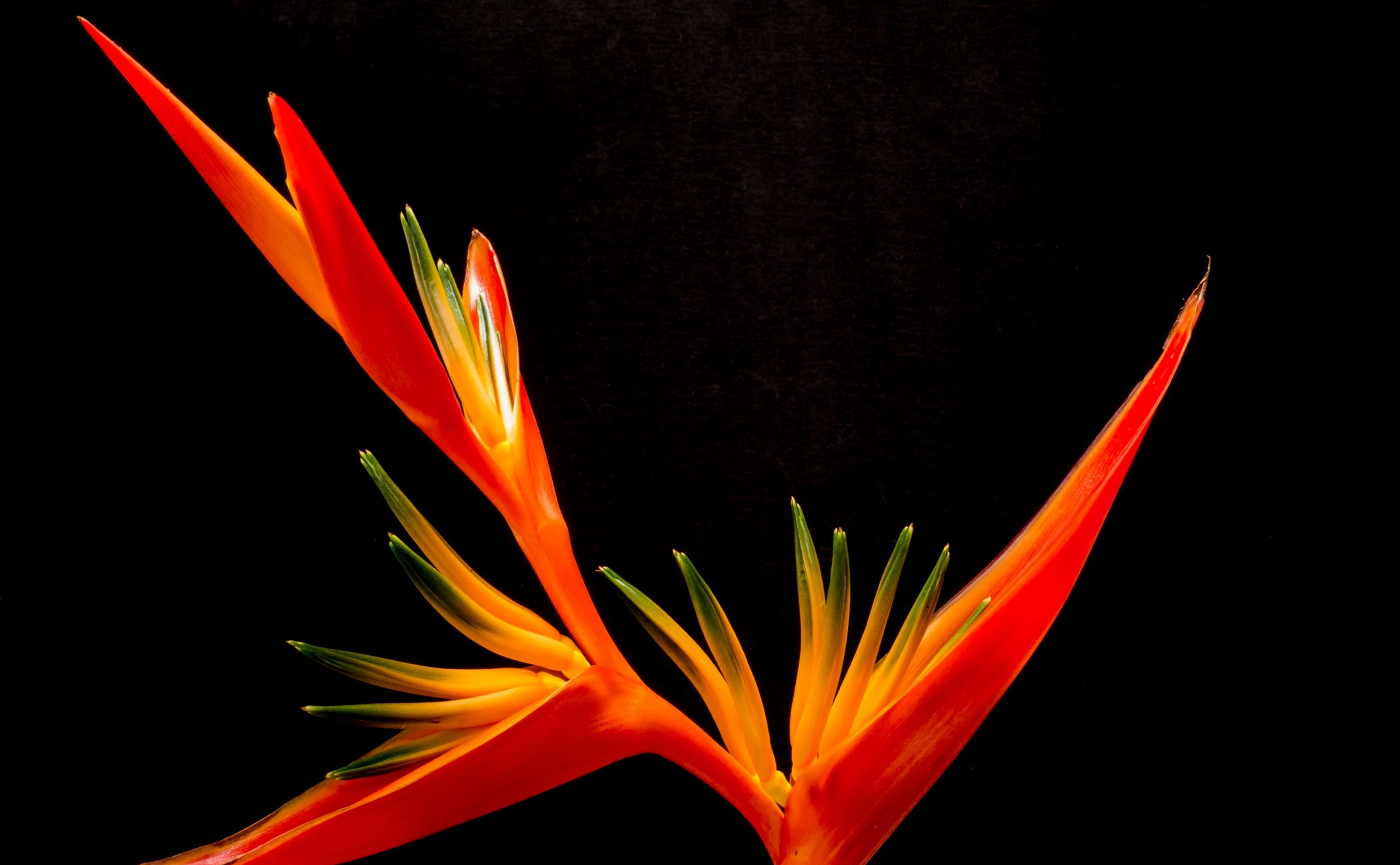 petal, bird, flowering plant, fragility, Background, Orange, Plant, close-up, black background, Blossom, 4K, red, Black, Bloom, indoors, growth, pollen, HD Wallpaper