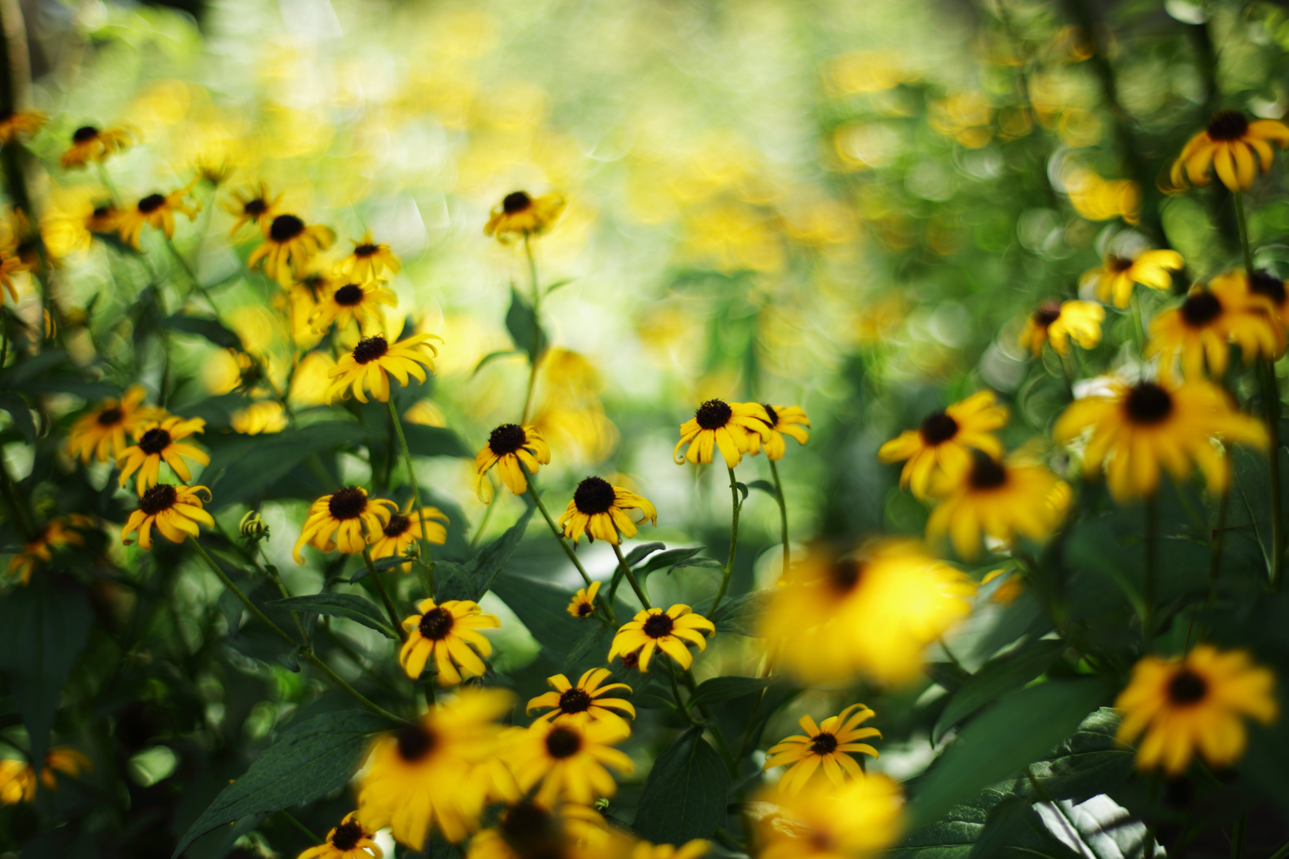 bloom, flower, eyed, Black Eyed Susan, in bloom, nature, black, 4K, Untitled, close, summer, early summer, yellow, outdoors, flowers, close-up, susan, HD Wallpaper