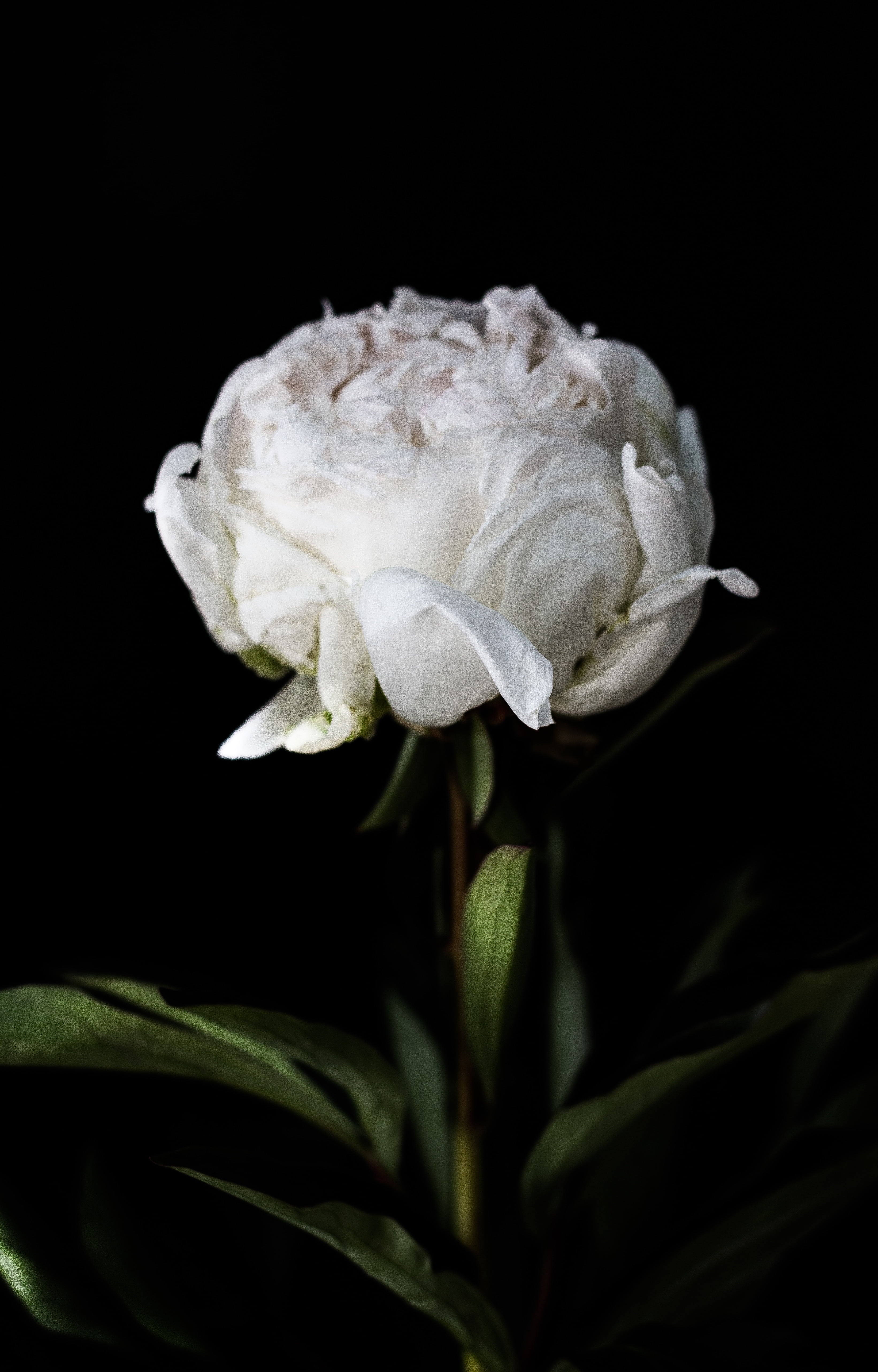 studio shot, close-up, petaled, green, growth, vulnerability, flower, plant, peony, dark, 5K, flower head, petal, flowering plant, no people, freshness, Phone HD Wallpaper