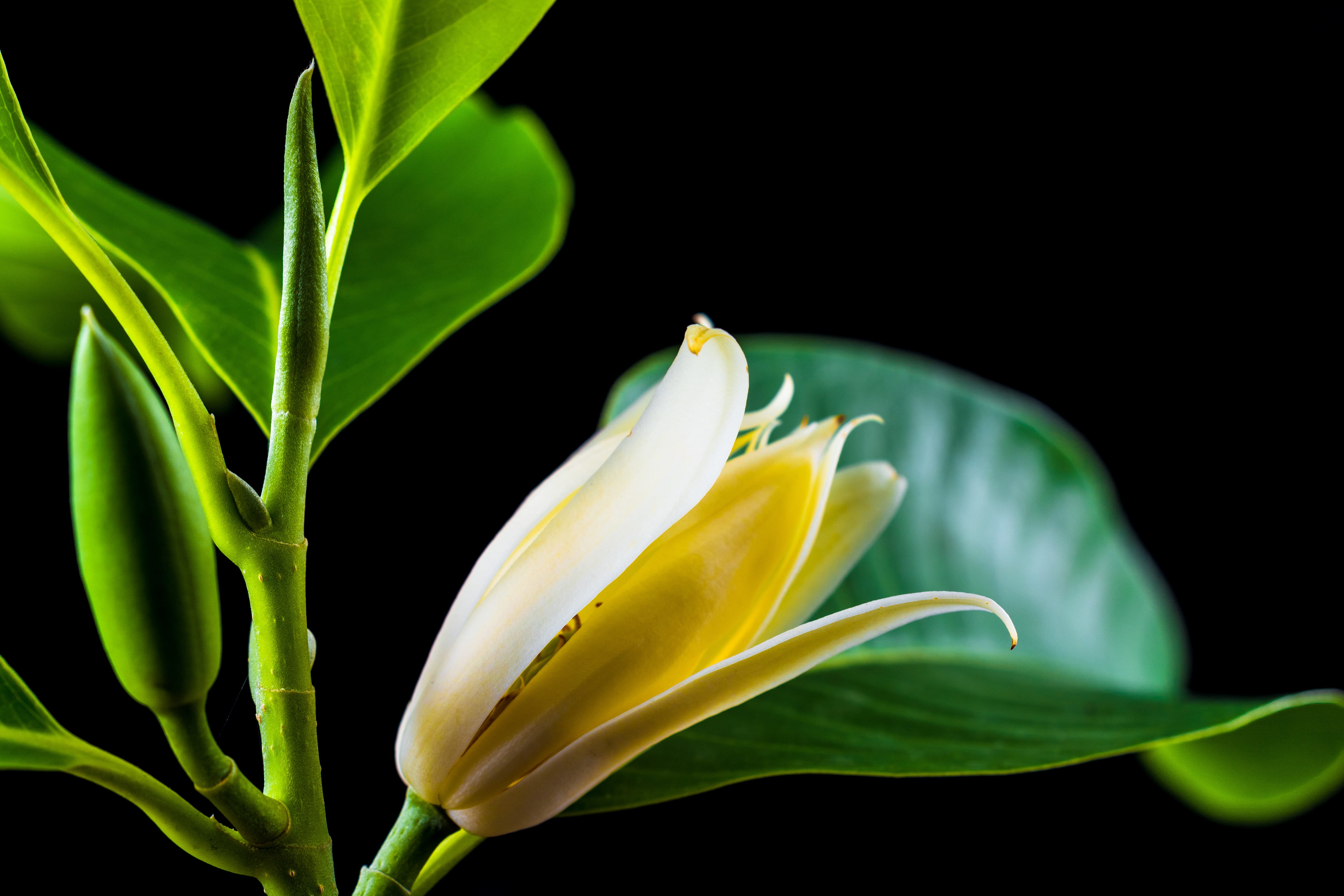 plant part, 5K, petal, macro, Michelia Champaca, bloom, nature, inflorescence, springtime, Blossom, plant, white yellow, single Flower, outdoors, flowers, HD Wallpaper
