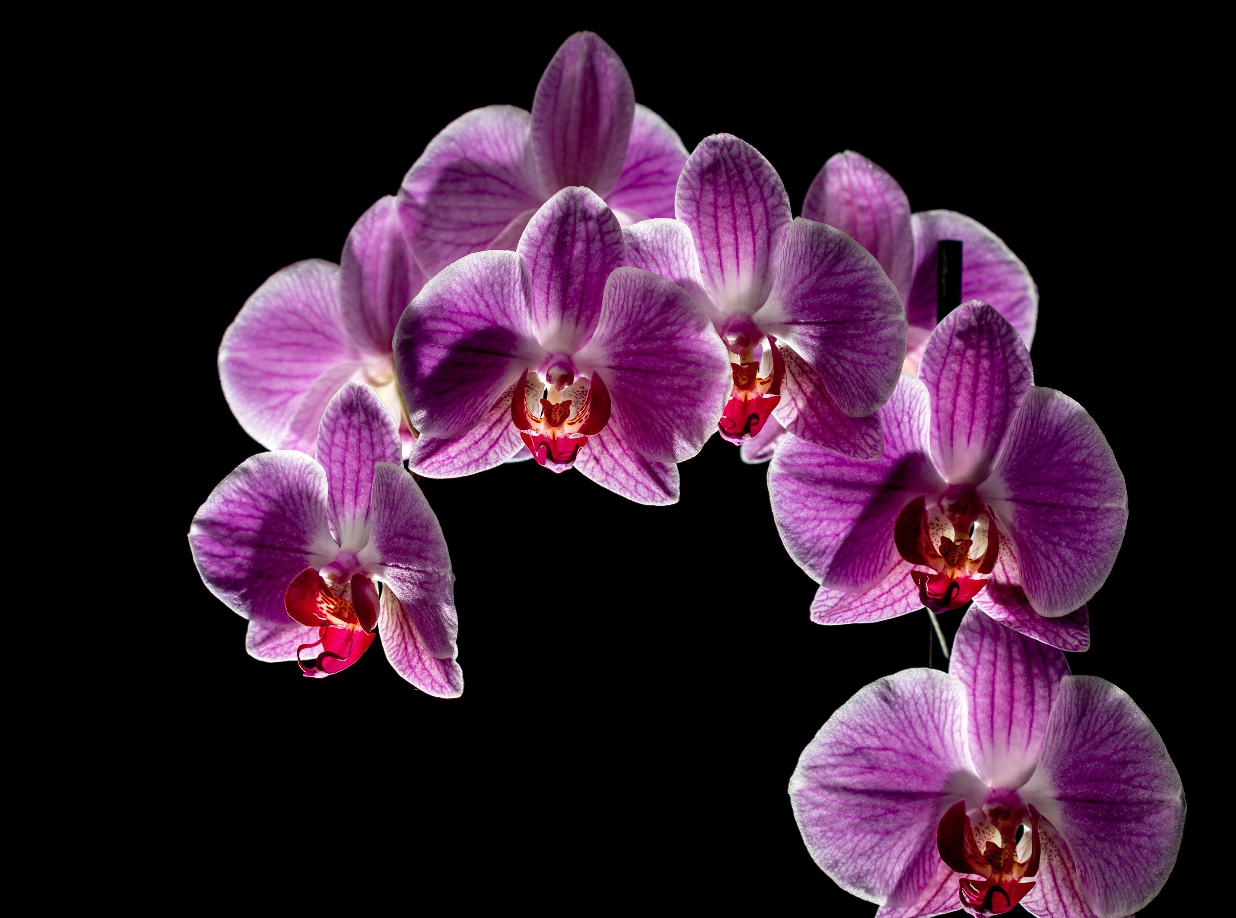 Bloom, black background, Blooming, plant, petal, freshness, flower head, vulnerability, Black, flower, pollen, no people, growth, Purple, beauty in nature, HD Wallpaper