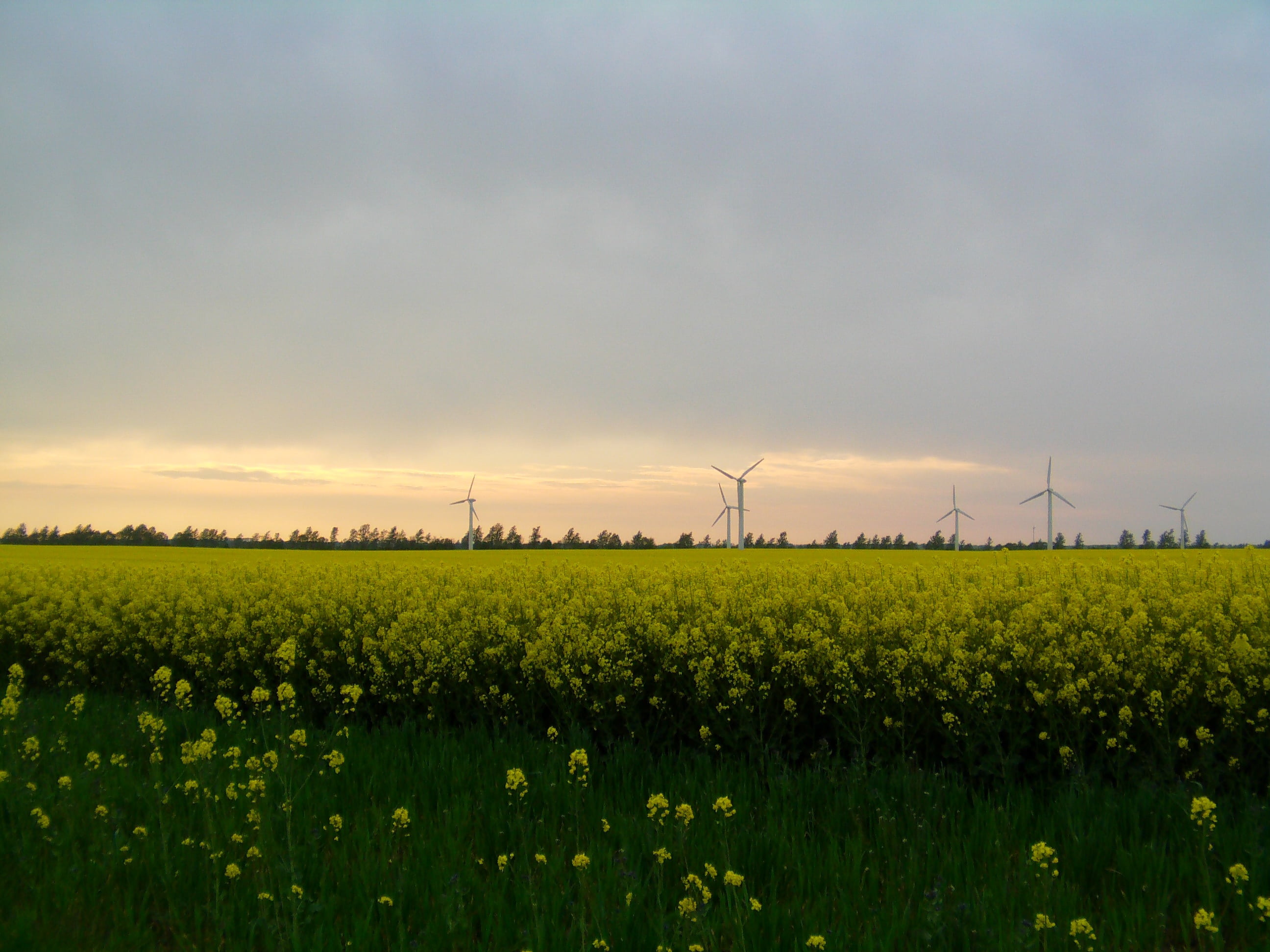 environment, rügen, landscape, beauty in nature, outdoors, environmental conservation, plant, windmills, tranquil scene, renewable energy, field, electricity, HD Wallpaper