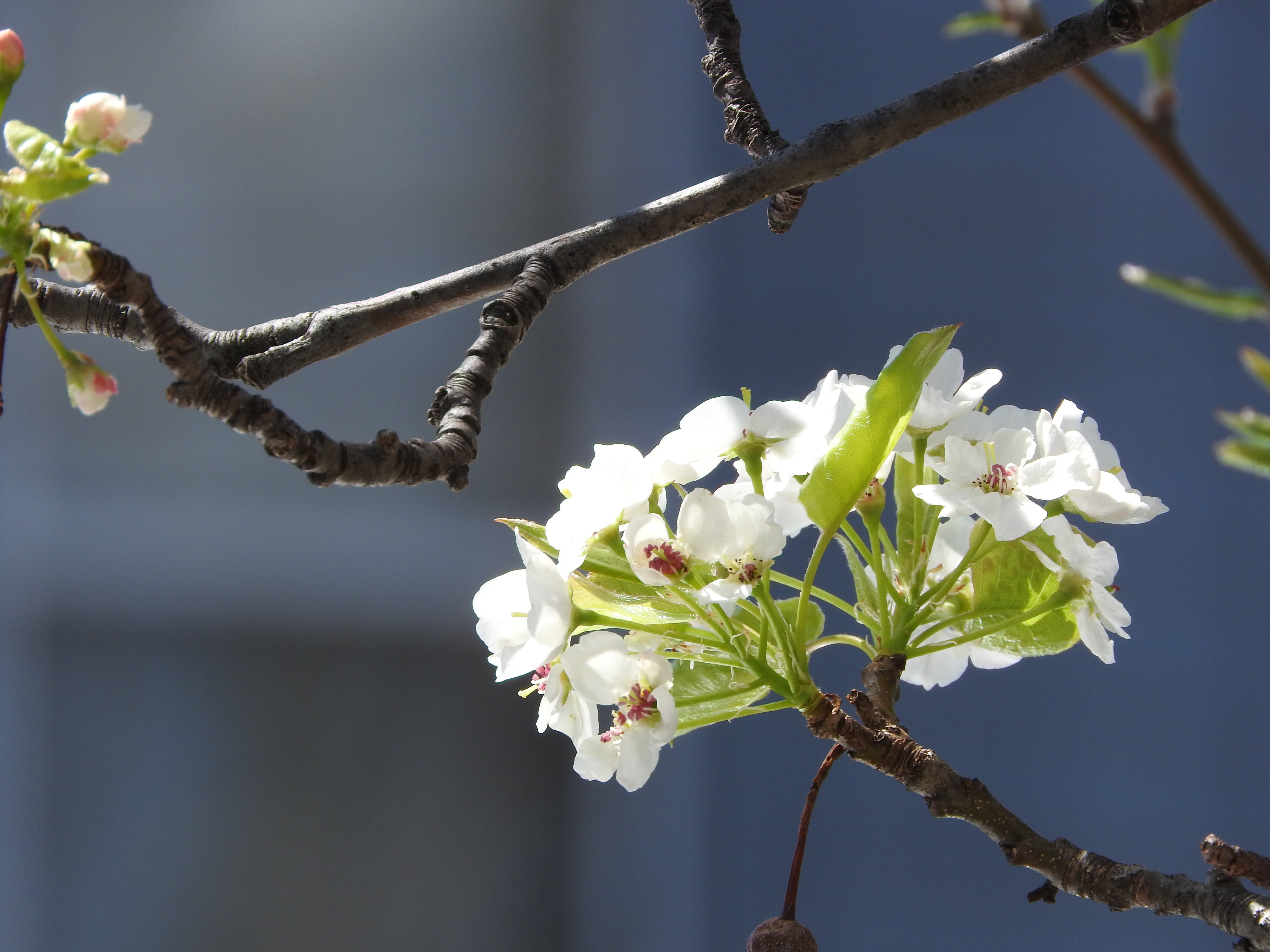close-up, outdoors, landscape, twig, gardening, nature, flowering plant, white, pink Color, freshness, blooming, tree, blue, springtime, no people, pink, HD Wallpaper