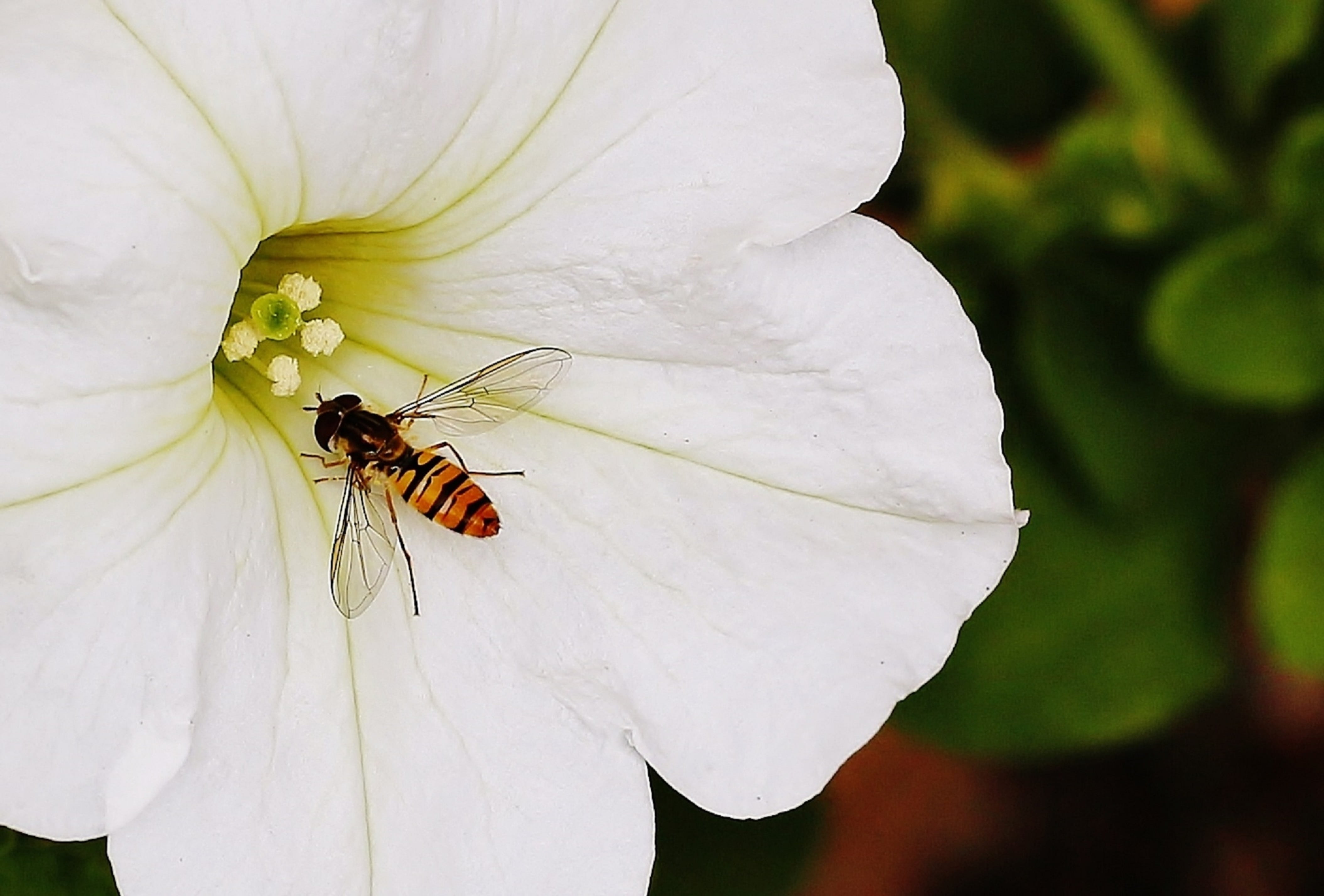 flowering plant, plant, animal wildlife, pollination, animals in the wild, black, bloom, no people, yellow, bird, hummingbird, purple, nature, color, white color, HD Wallpaper