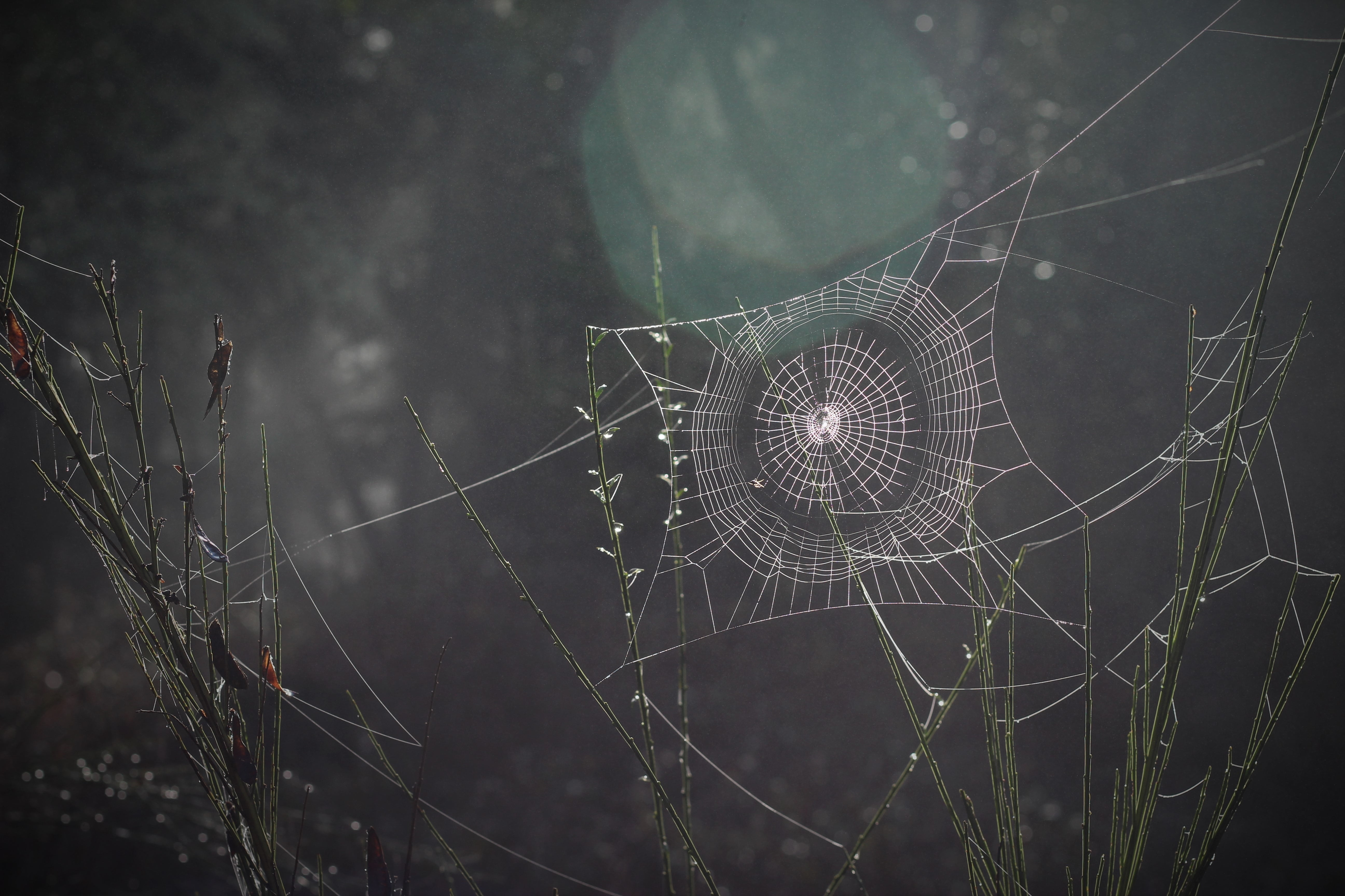 spider web, rain, complexity, cobweb, pattern, cab, wet, intricacy, backgrounds, vulnerability, trap, outdoors, fragility, animal, photo, concentric, close-up, HD Wallpaper