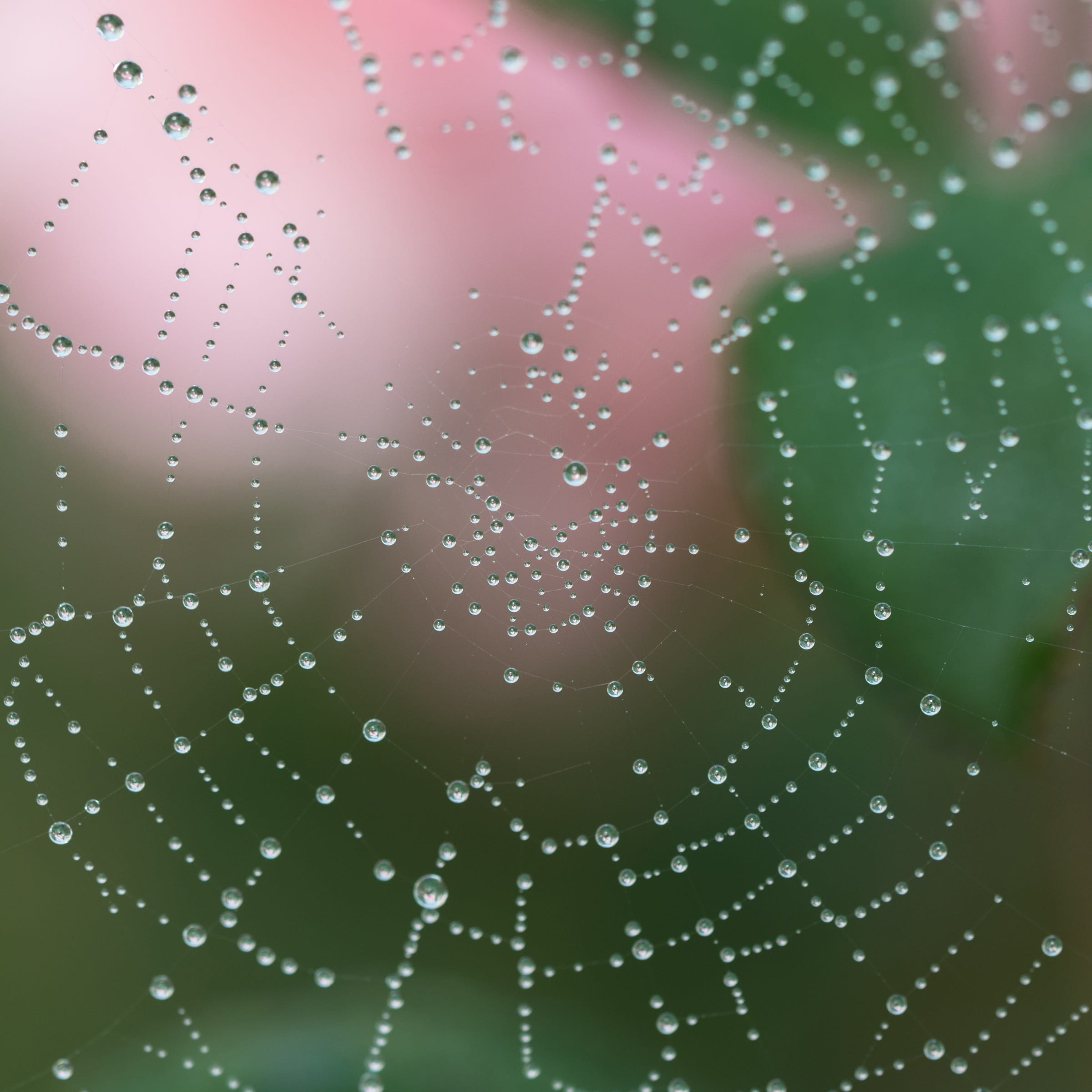 close-up, vulnerability, morning, web, no people, drops, raindrops, daytime, macro, drop, water, beauty in nature, spider, rain, outdoors, freshness, droplets, Phone HD Wallpaper