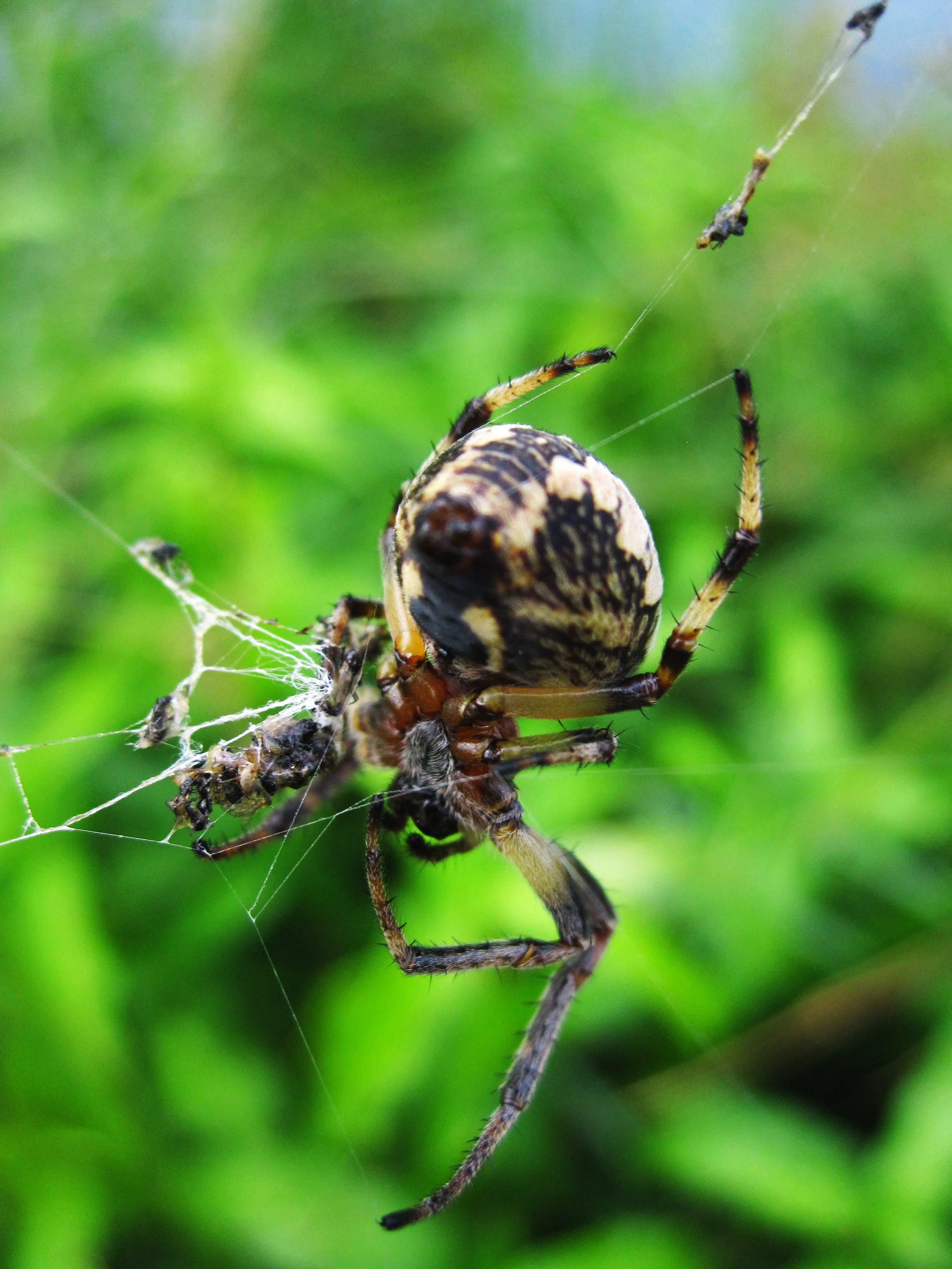 wet, web, animals in the wild, area, drop, day, sunlight, furniture, fl, banana, isolated, arachnid, meat, spider, race, tree, golden, calabash, terrible, Phone HD Wallpaper