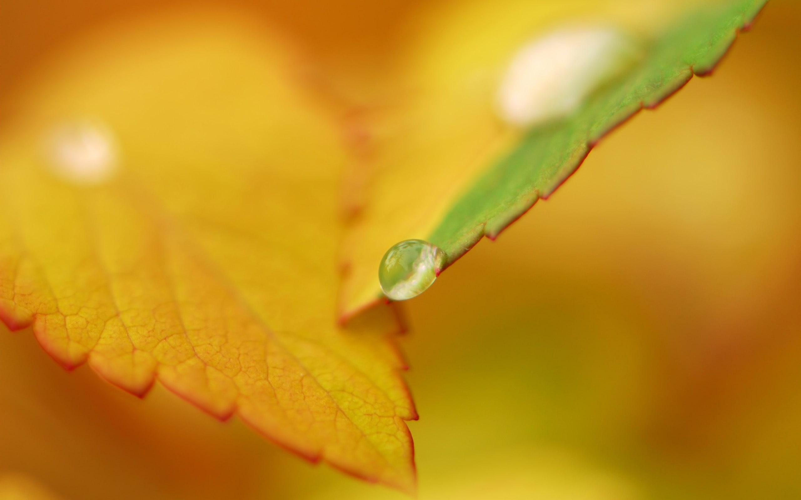 green, leaf, Leaves, Dew, Orange, 2K, Autumn, morning, yellow, HD Wallpaper