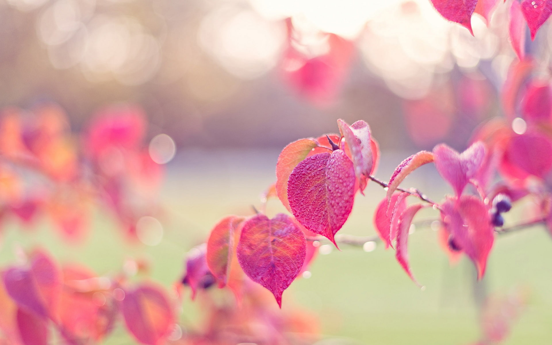 1080P, Autumn, Pink, Dew, Leaves, HD Wallpaper