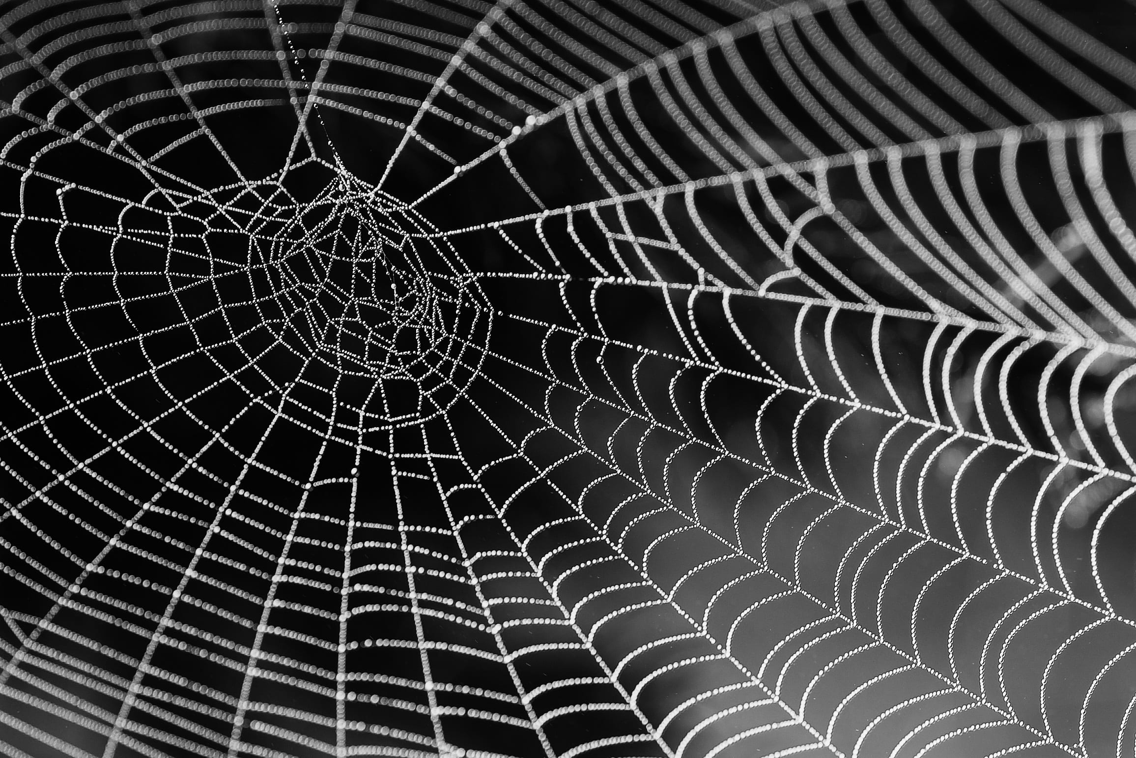 selective focus, photography, nature, design, full frame, concentric, outdoors, natural pattern, no people, geometric shape, repetition, closeup, day, 1080P, HD Wallpaper