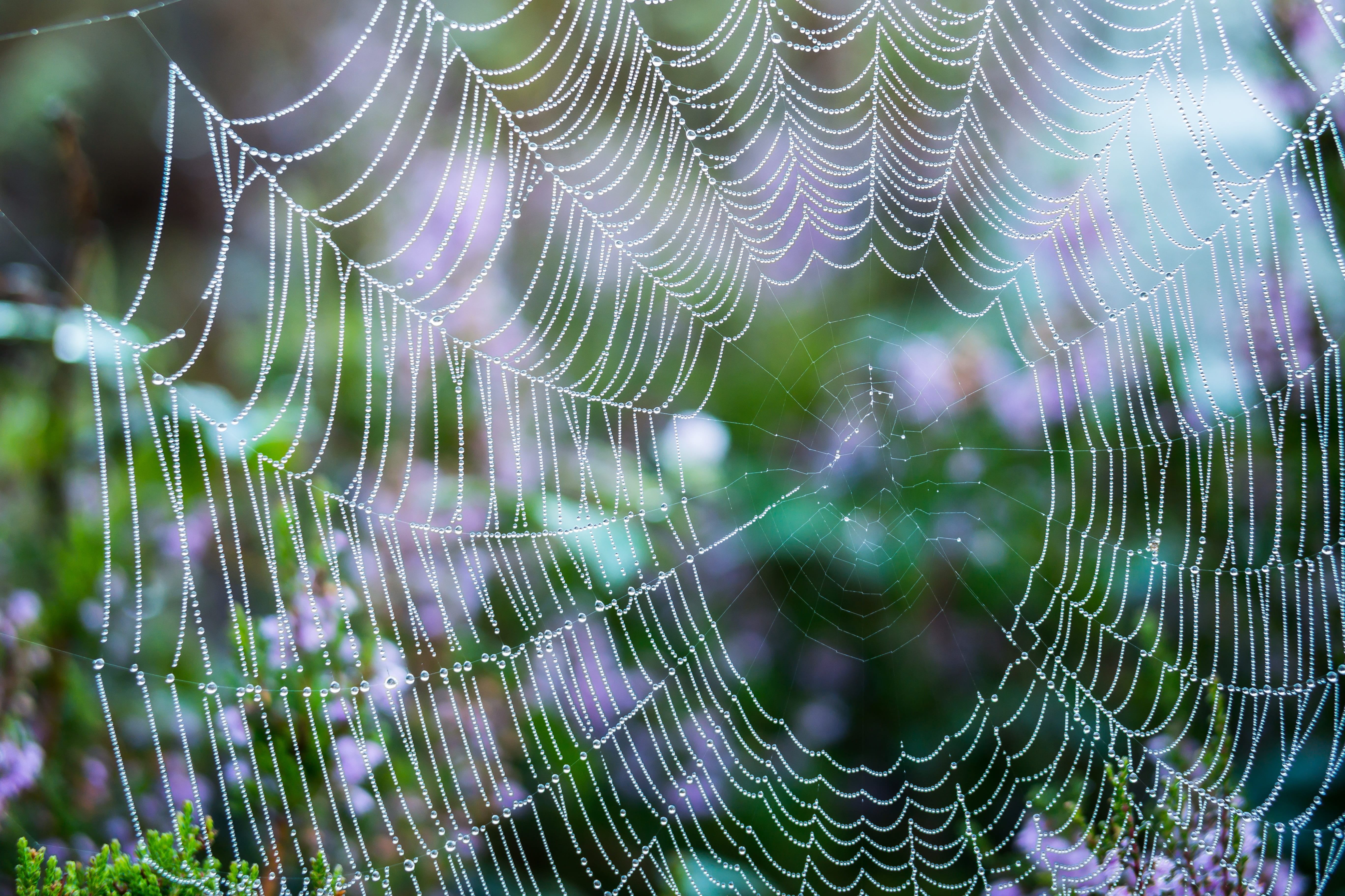 natural pattern, 5K, drop of water, animal themes, beauty in nature, photo, dew, closeup, no people, complexity, web, full frame, dewdrop, spectrum, cobweb, HD Wallpaper