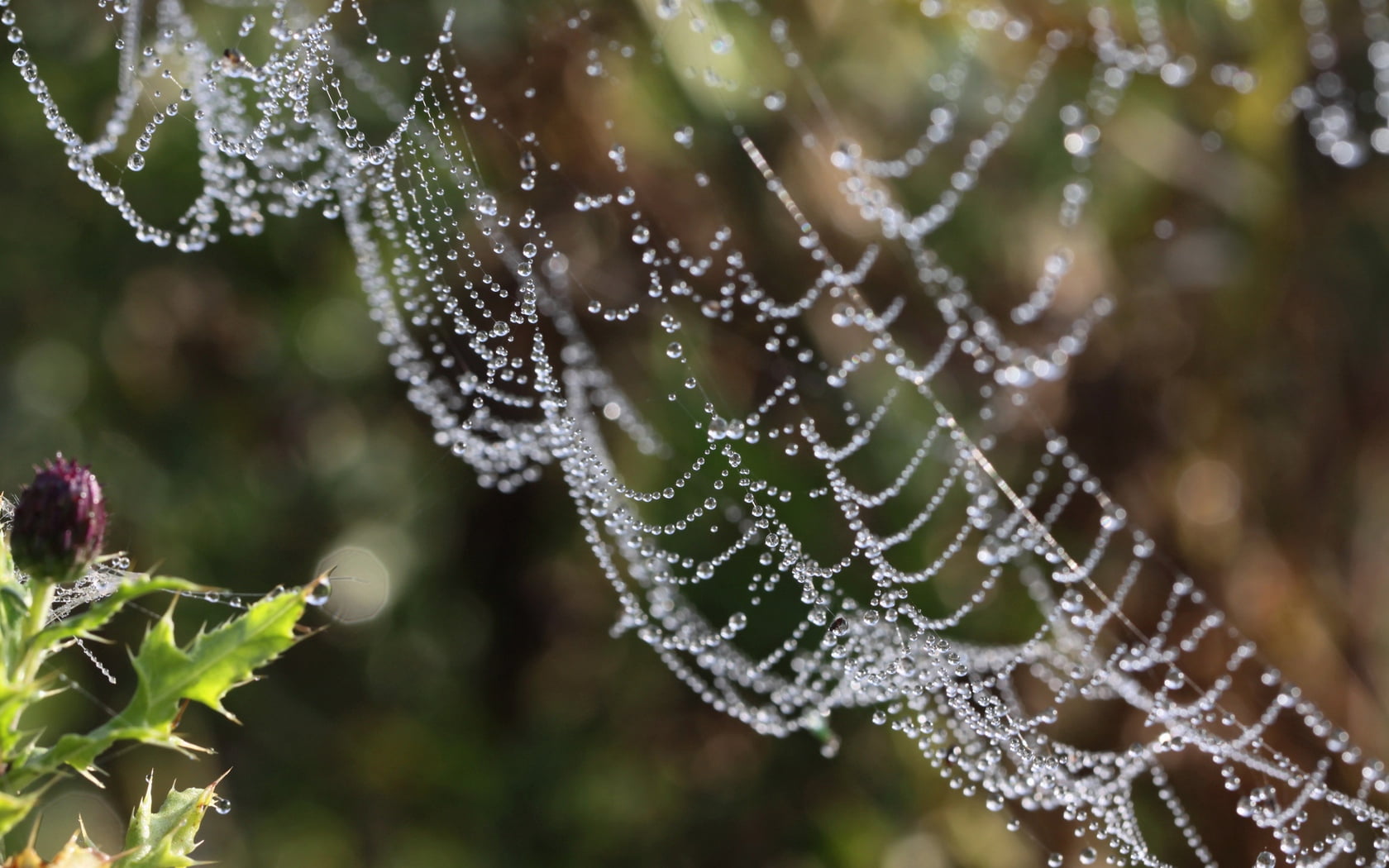 backgrounds, season, spider Web, spider, forest, plant part, autumn, day, environment, focus on foreground, green Color, vulnerability, wet, raindrop, nature, HD Wallpaper