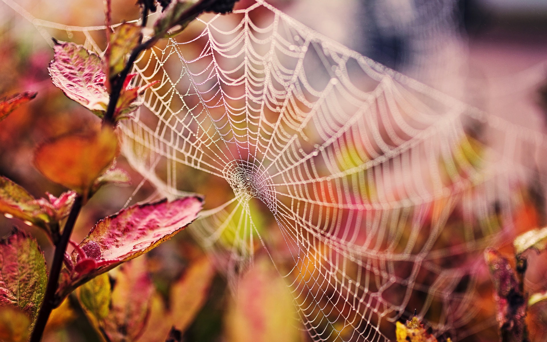 Red, 1080P, Autumn, Drops, Water, Leaves, Cobweb, HD Wallpaper