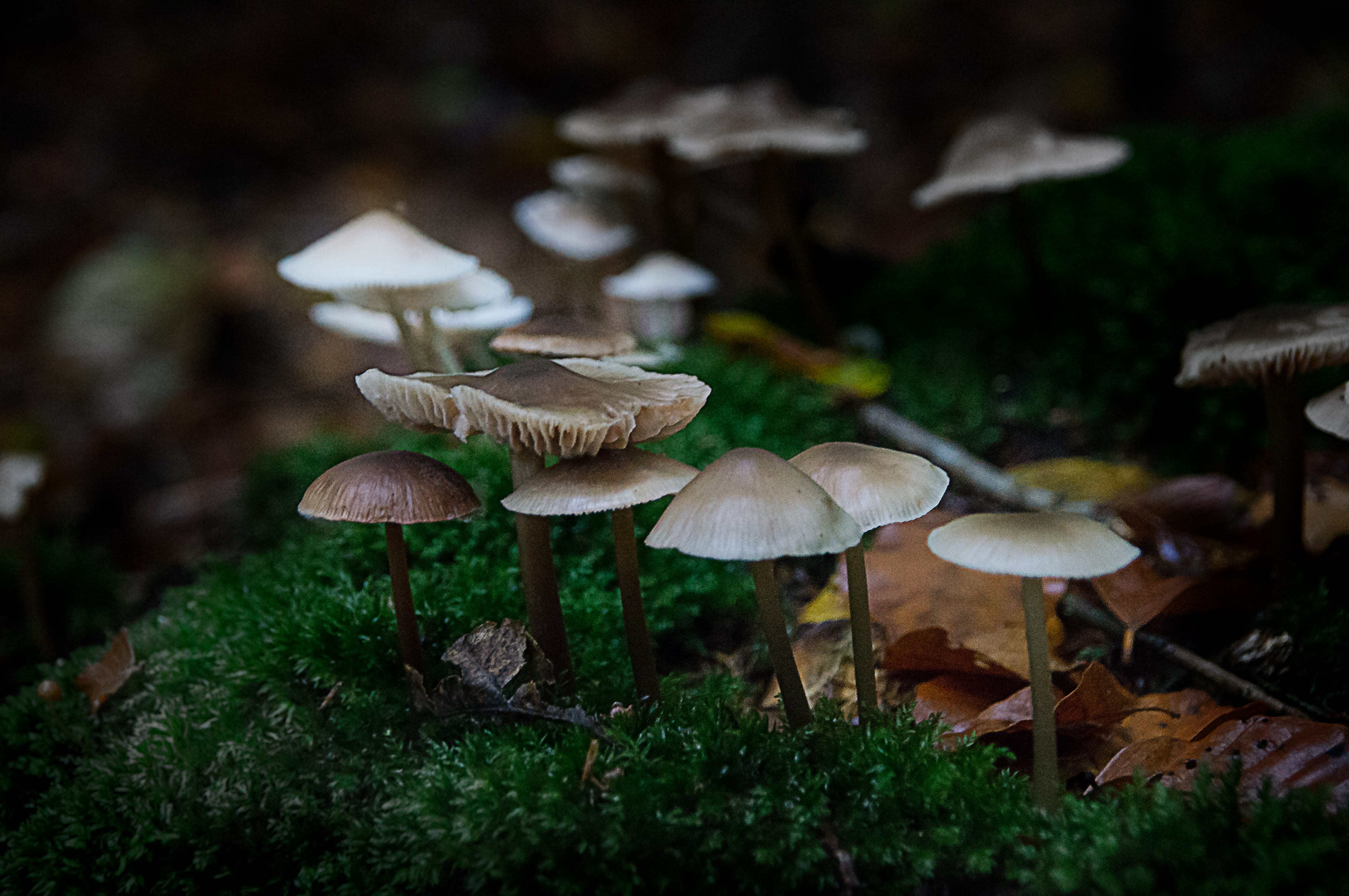 fungus, selective focus, moss, no people, outdoors, vegetable, moist, live, close-up, fine art, background, 4K, mushroom picking, land, nature, toadstool, HD Wallpaper