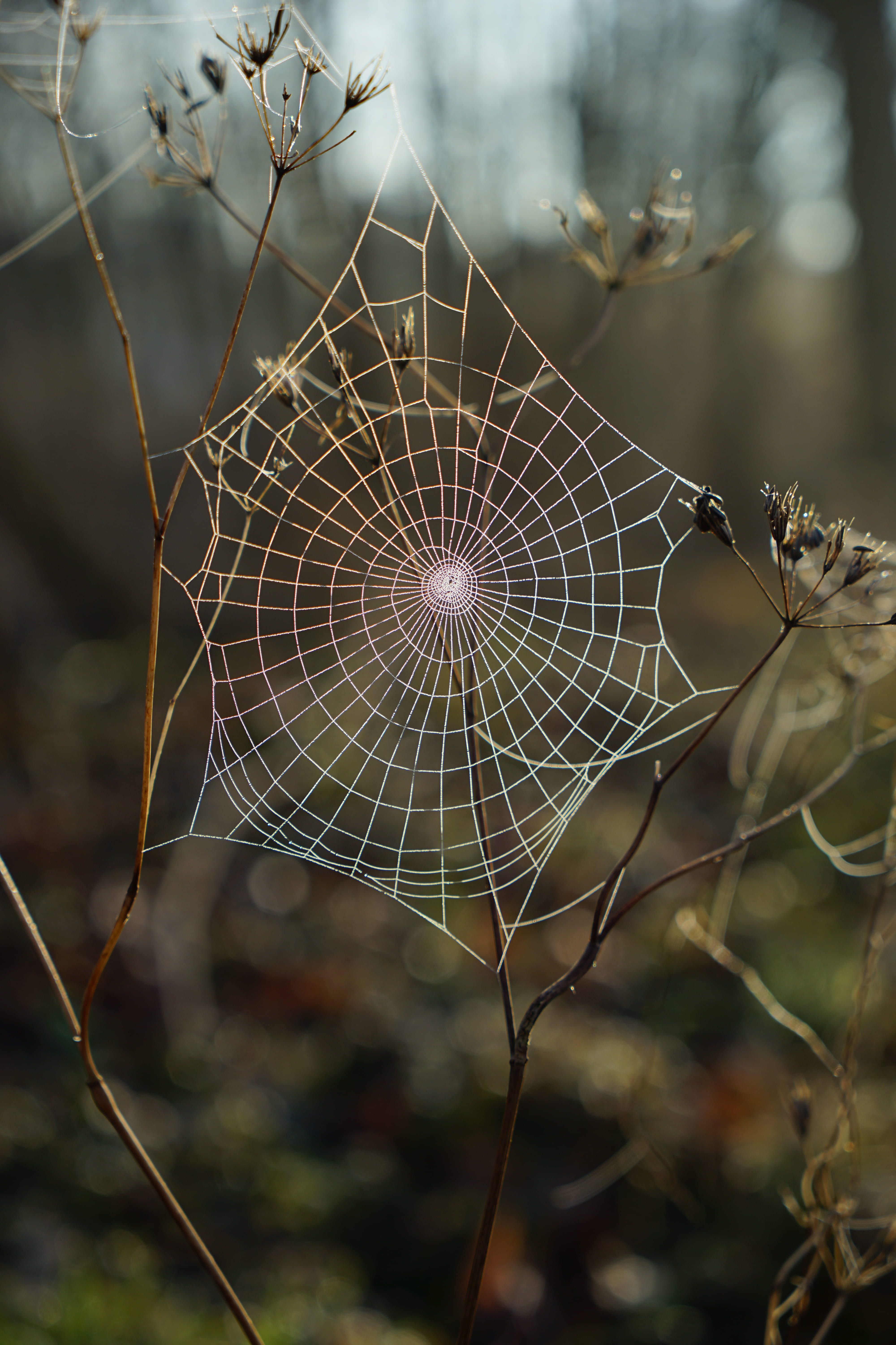 plant, day, tranquility, focus, growth, dry, spider web, animal, intricacy, network, trapped, roßdorf, close-up, germany, beauty in nature, fragility, arachnid, Phone HD Wallpaper
