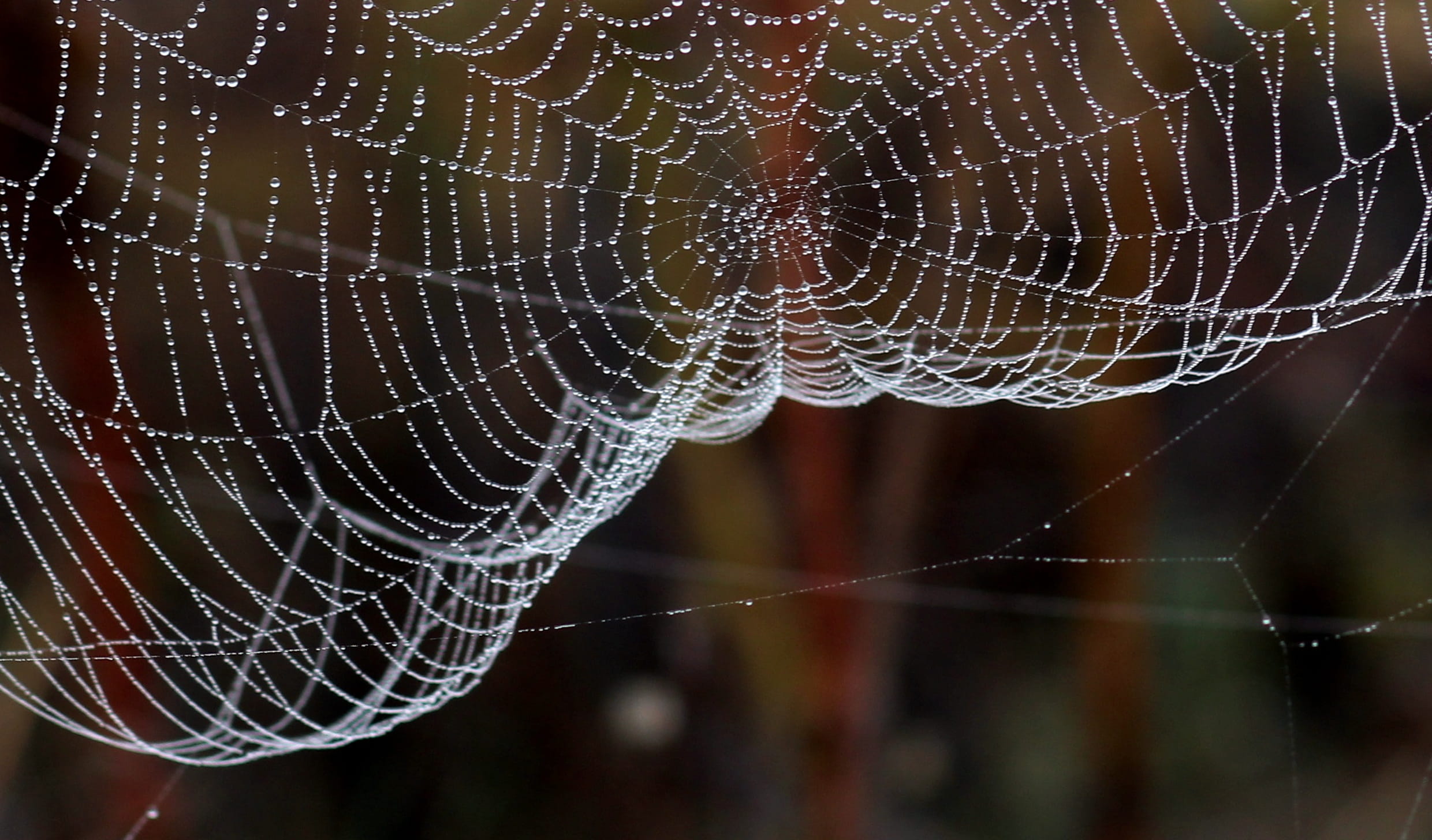 complexity, intricacy, outdoors, trapped, concentric, Dew, fragility, close-up, animal wildlife, vulnerability, Drops, pattern, animal themes, Nature, web, HD Wallpaper