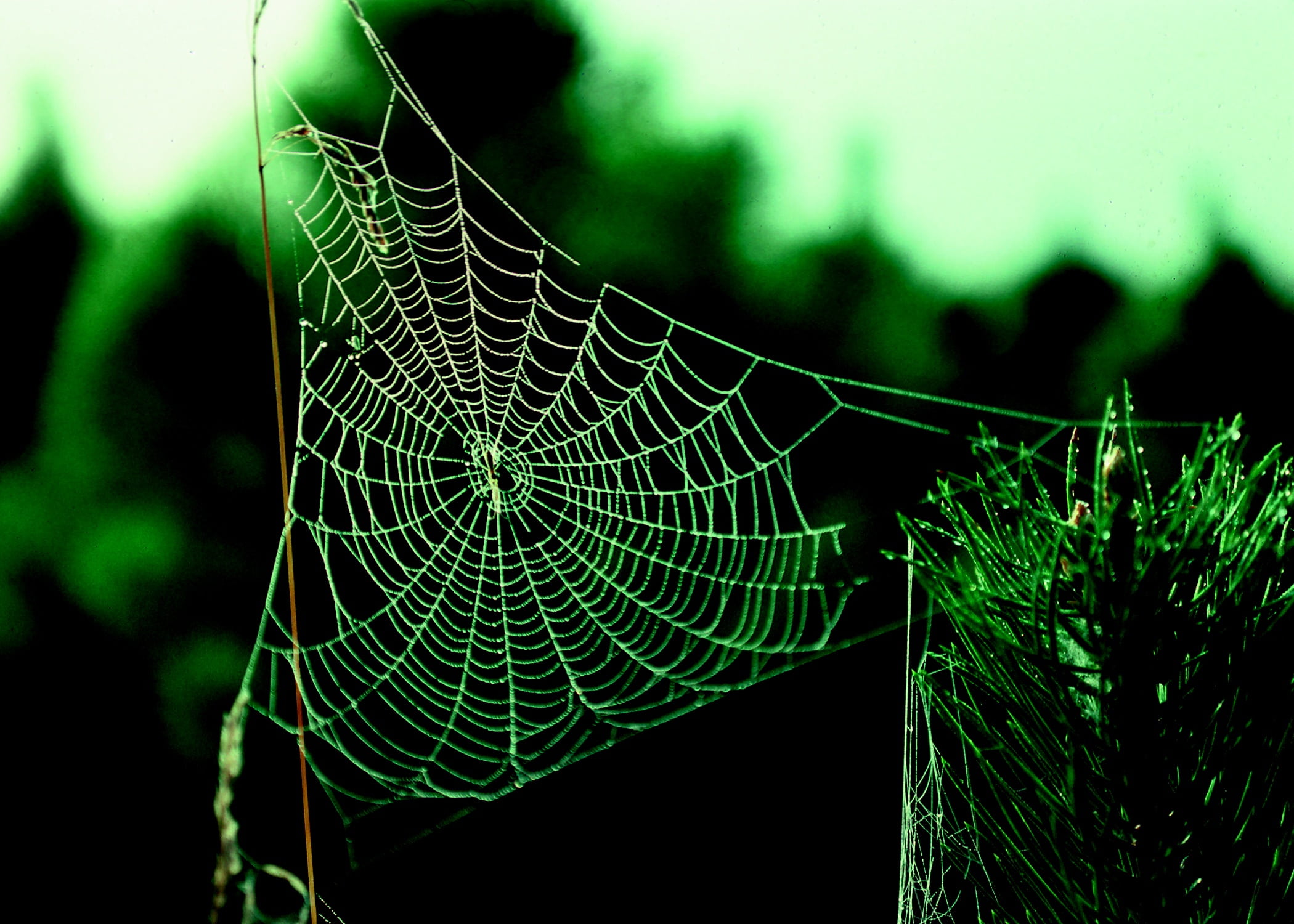 vulnerability, animal, plant, insect, web, spider Web, pattern, water, dew, outdoors, close up, texture, natural pattern, day, intricacy, 1080P, macro, HD Wallpaper