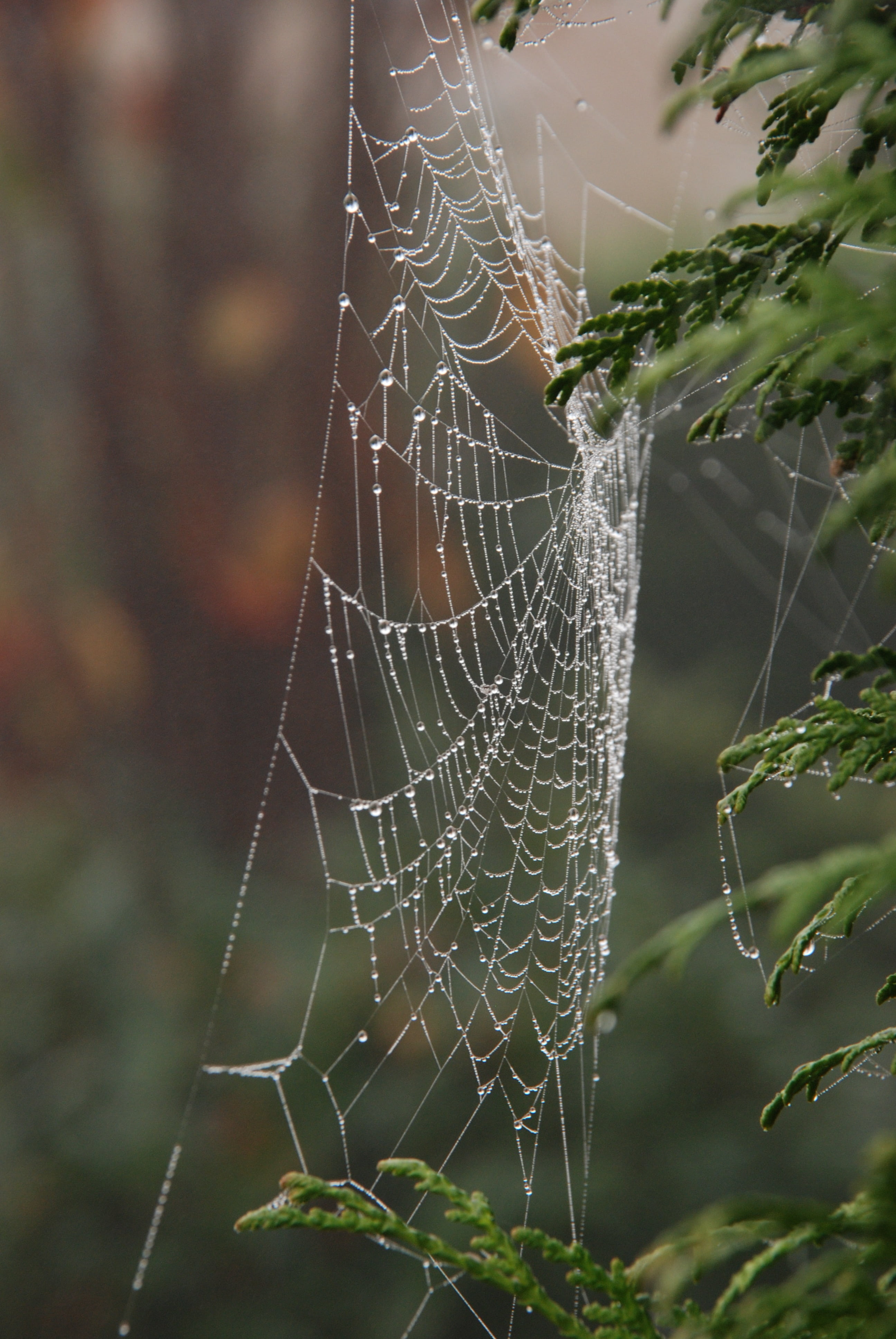 spider web, wet, trapped, water, no people, dew, vulnerability, drop, fragility, animals in the wild, animal leg, nature, beauty in nature, 4K, natural pattern, Phone HD Wallpaper