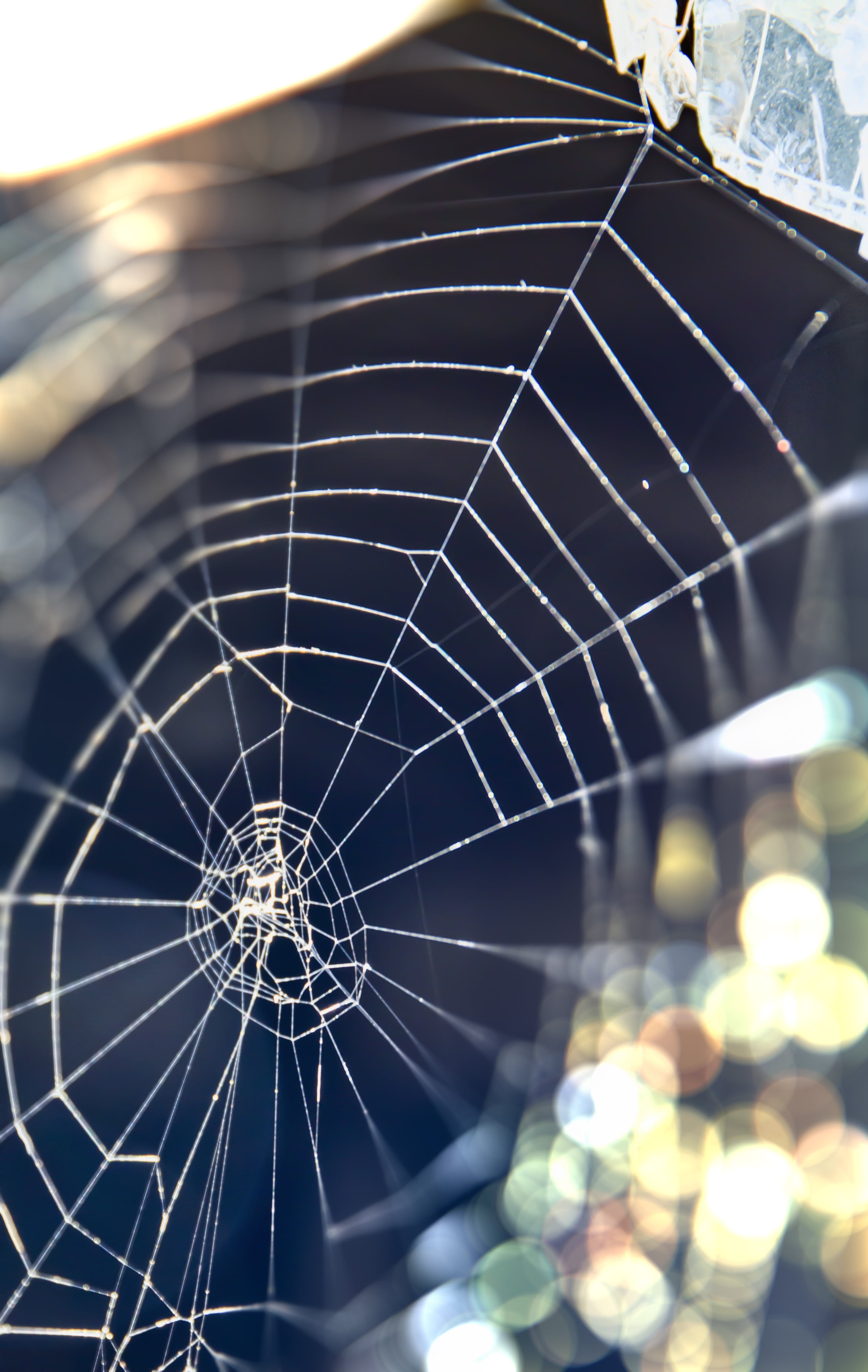 complexity, dew, intricacy, arachnid, net, shine, invertebrate, vulnerability, spider-work, close-up, fragility, day, spider, animal, no people, macro, Phone HD Wallpaper