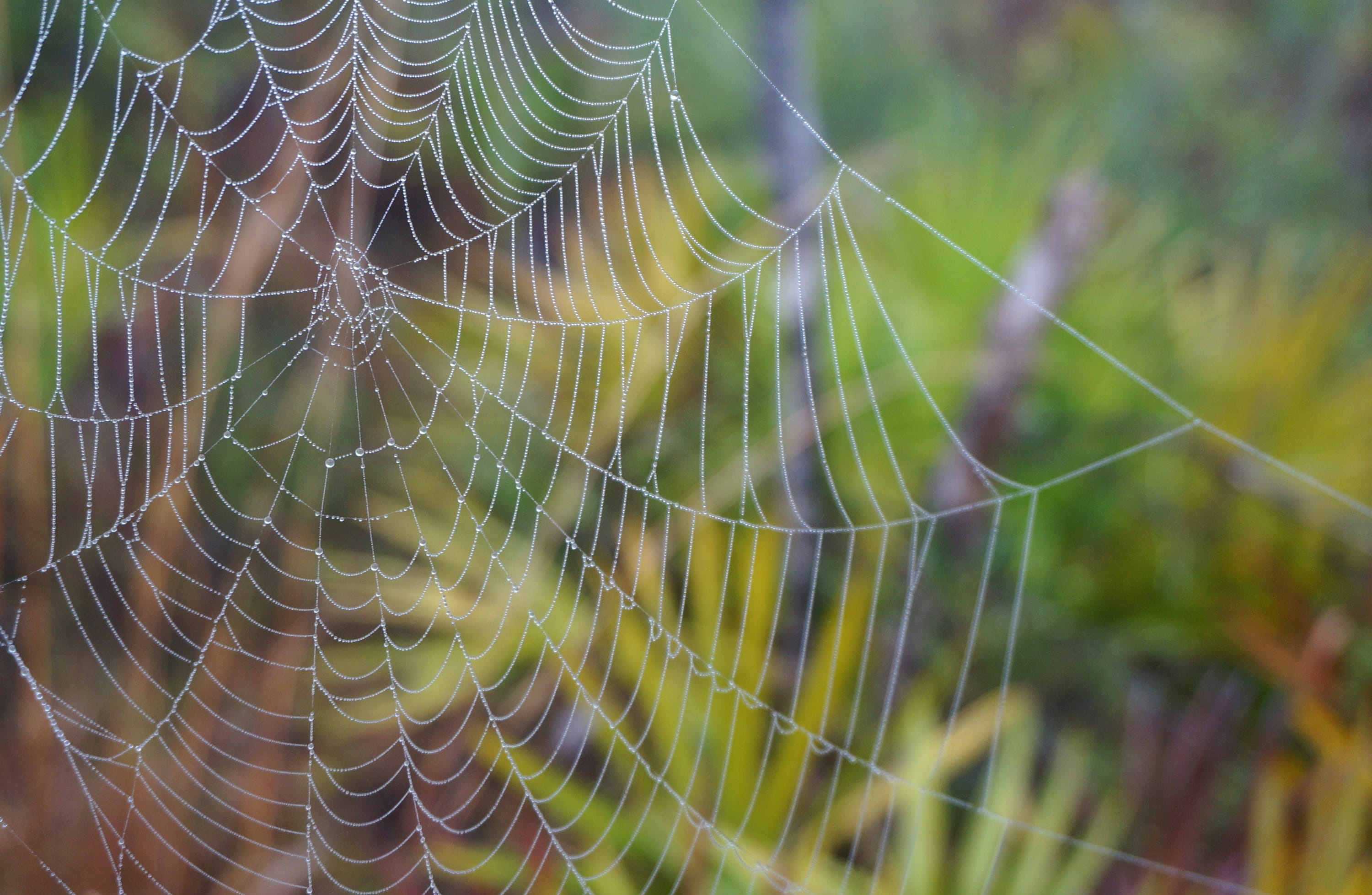 no people, beauty in nature, raindrops, selective focus, day, plant, spider web, focus on foreground, drop, macro, water droplets, nature, close-up, trap, HD Wallpaper