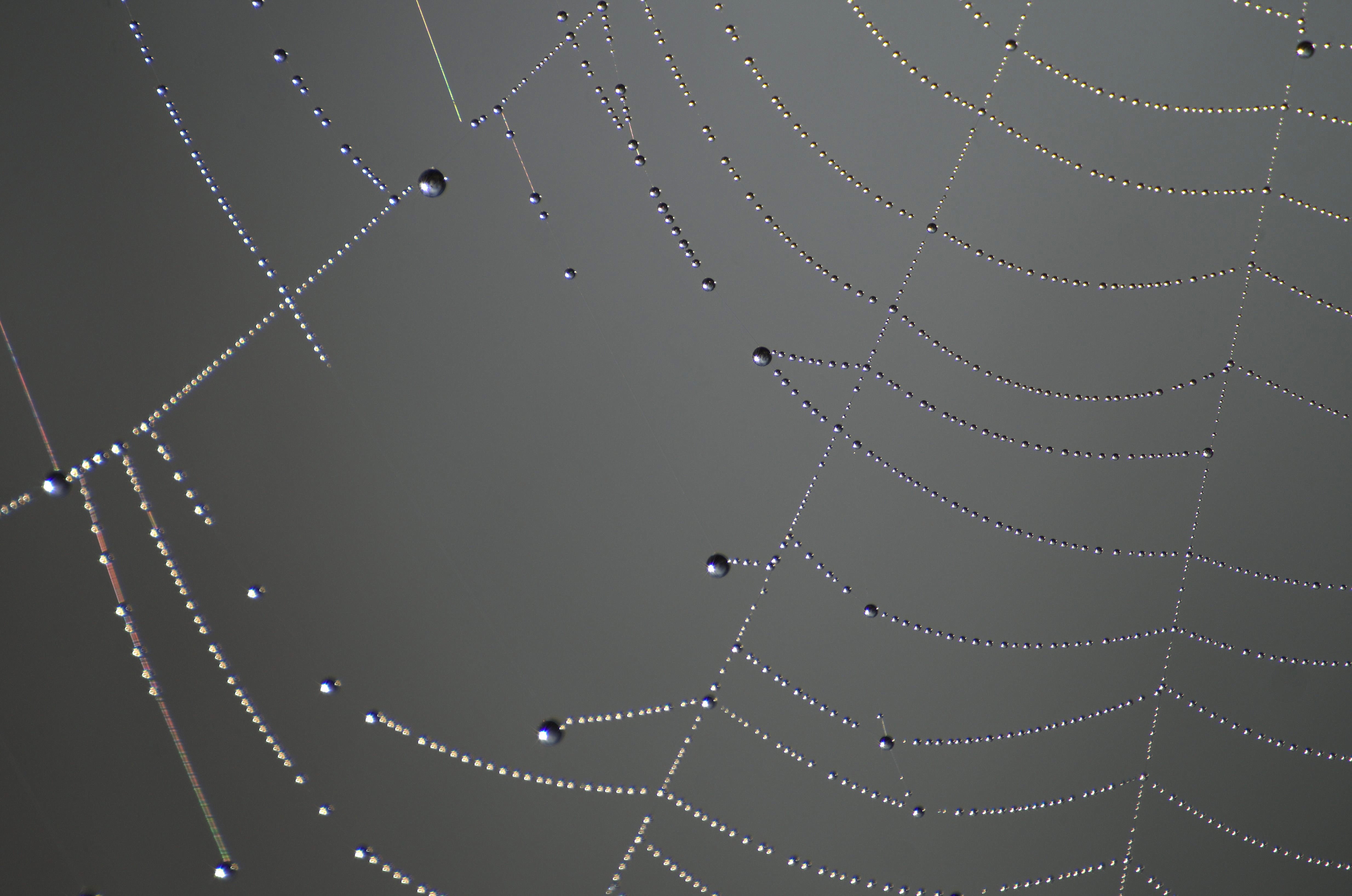 no people, macro, close-up, vulnerability, focus on foreground, water, wet, spider web, animal, beauty in nature, spider, close up, dewdrop, connection, HD Wallpaper