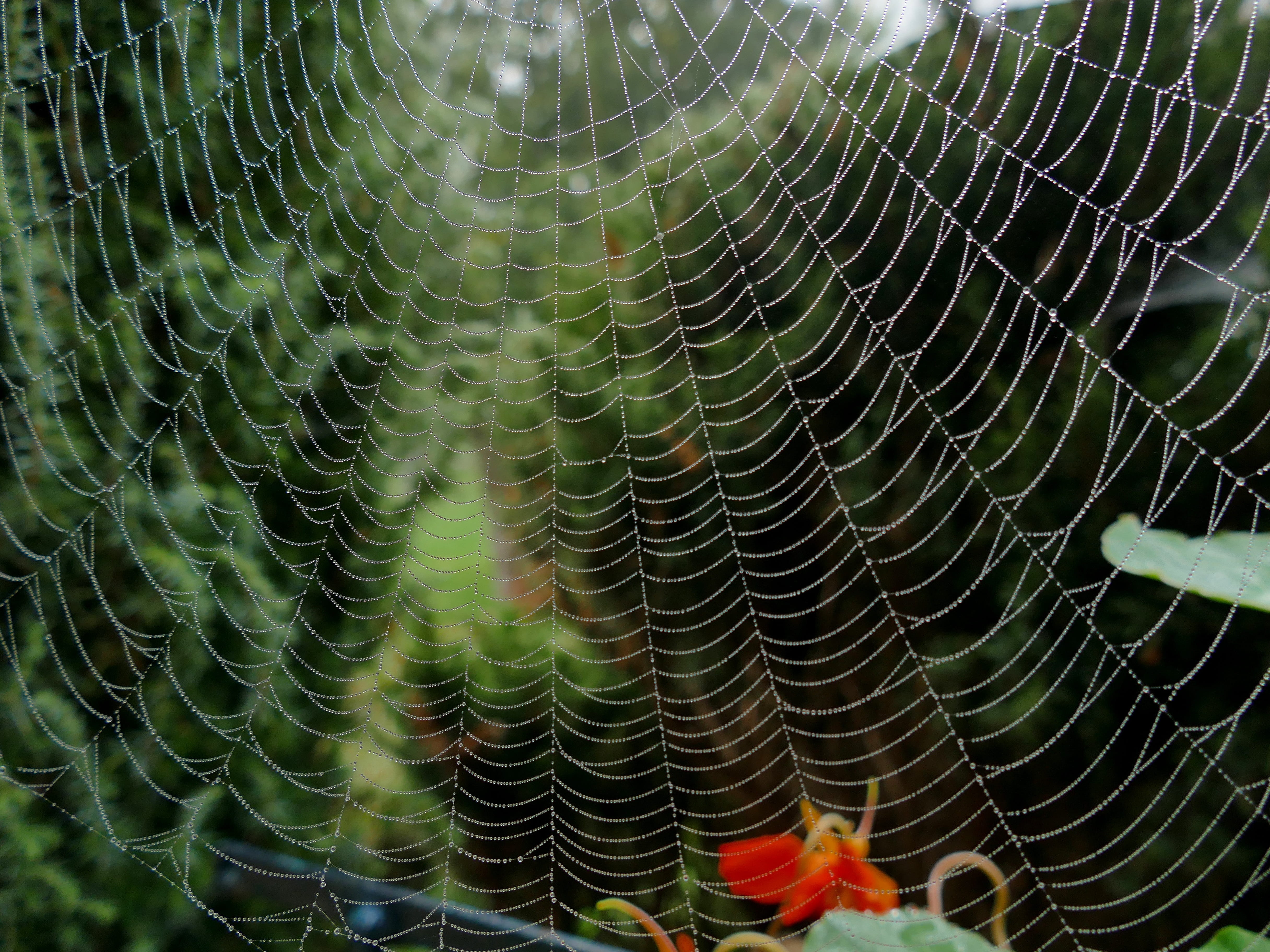 vulnerability, day, outdoors, concentric, backgrounds, nature, no people, scary, beauty in nature, cobweb, spider, cobwebs, 4K, intricacy, complexity, HD Wallpaper