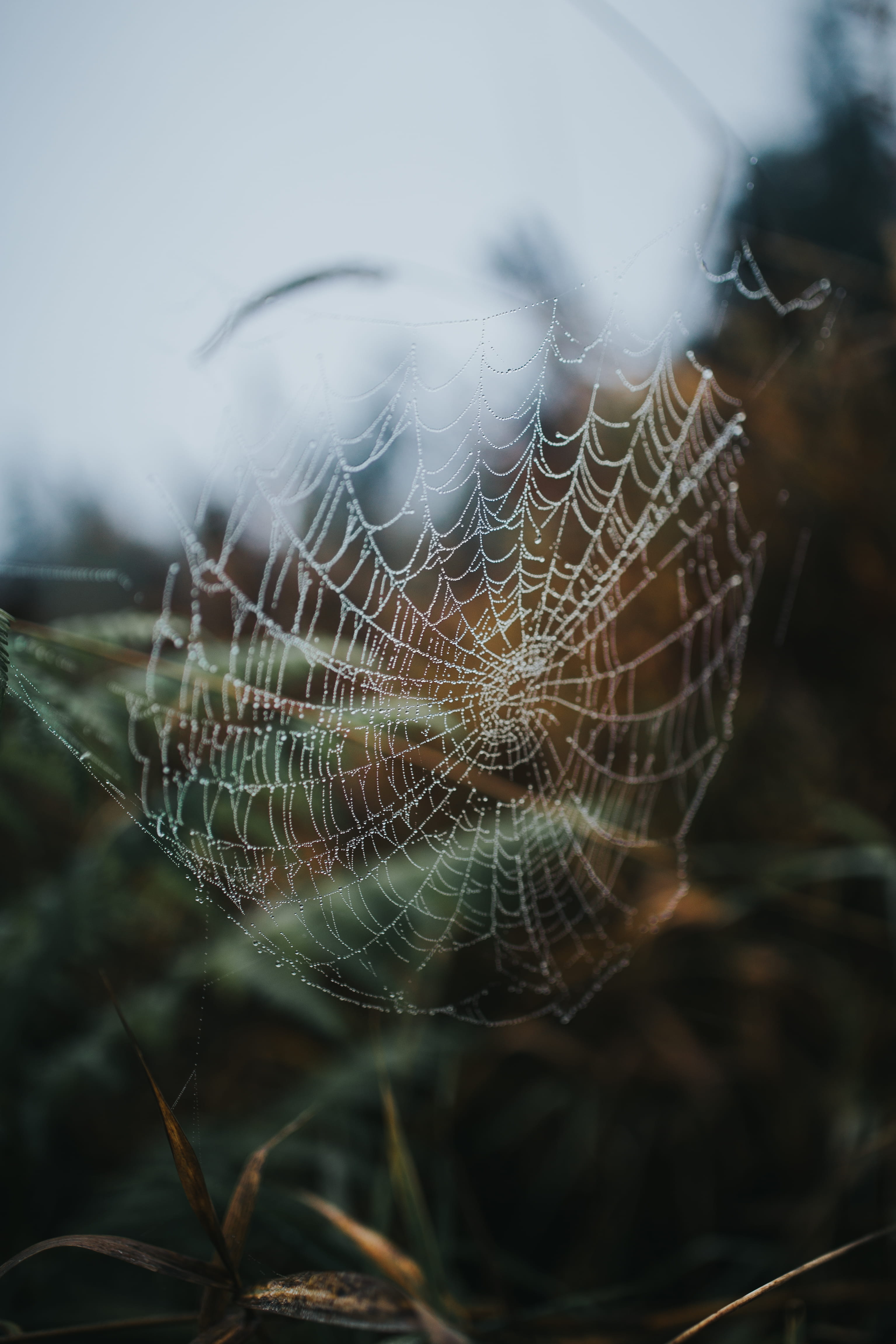 animal themes, nature, natural pattern, trapped, focus on foreground, spider, beauty in nature, no people, day, web, plant, spider web, animal, dew, complexity, Phone HD Wallpaper