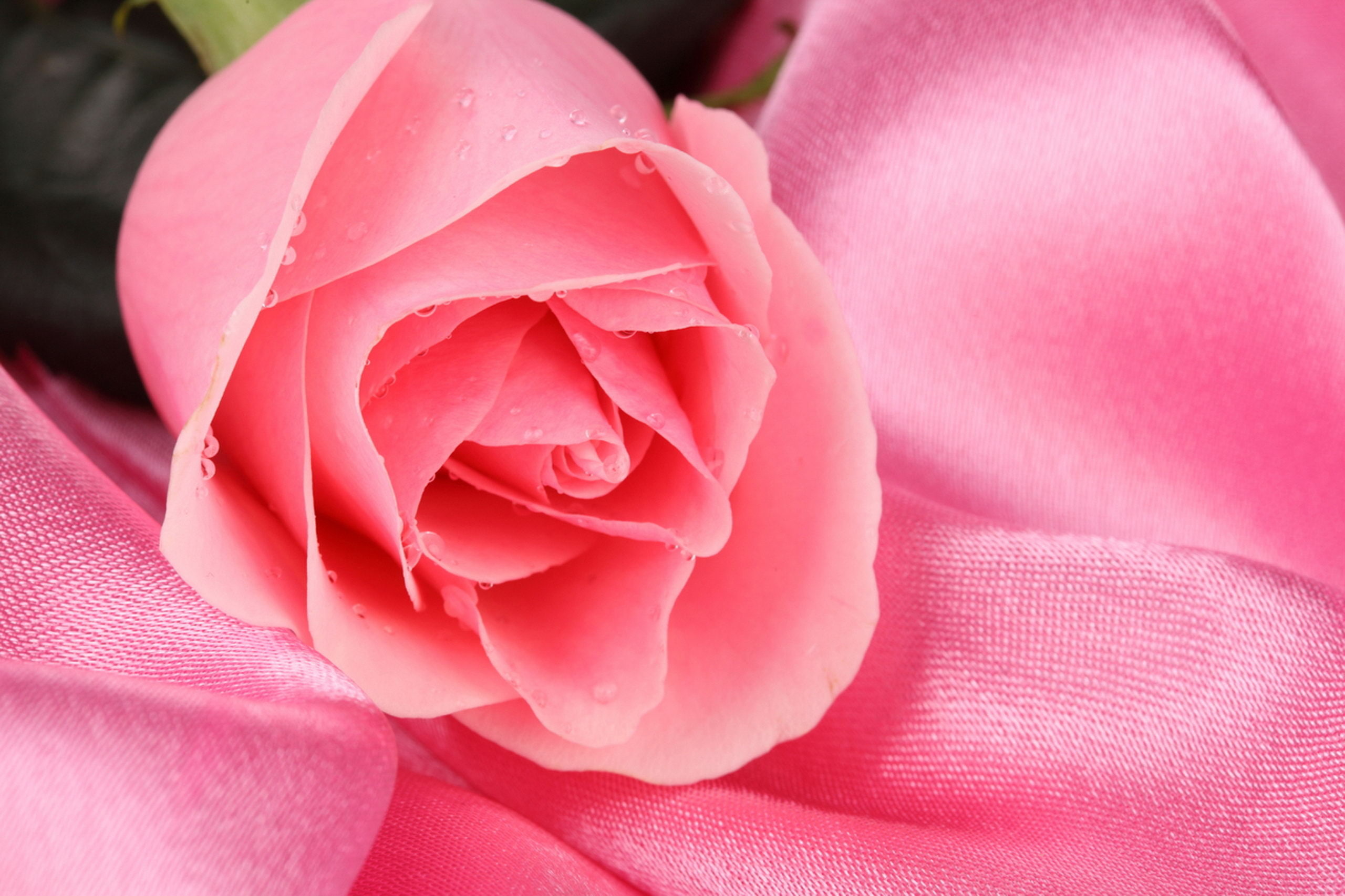 rose, selective, photography, single Object, freshness, Rosa, textile, single Flower, wedding, no People, 2K, plant, nature, backgrounds, love, blossom, HD Wallpaper