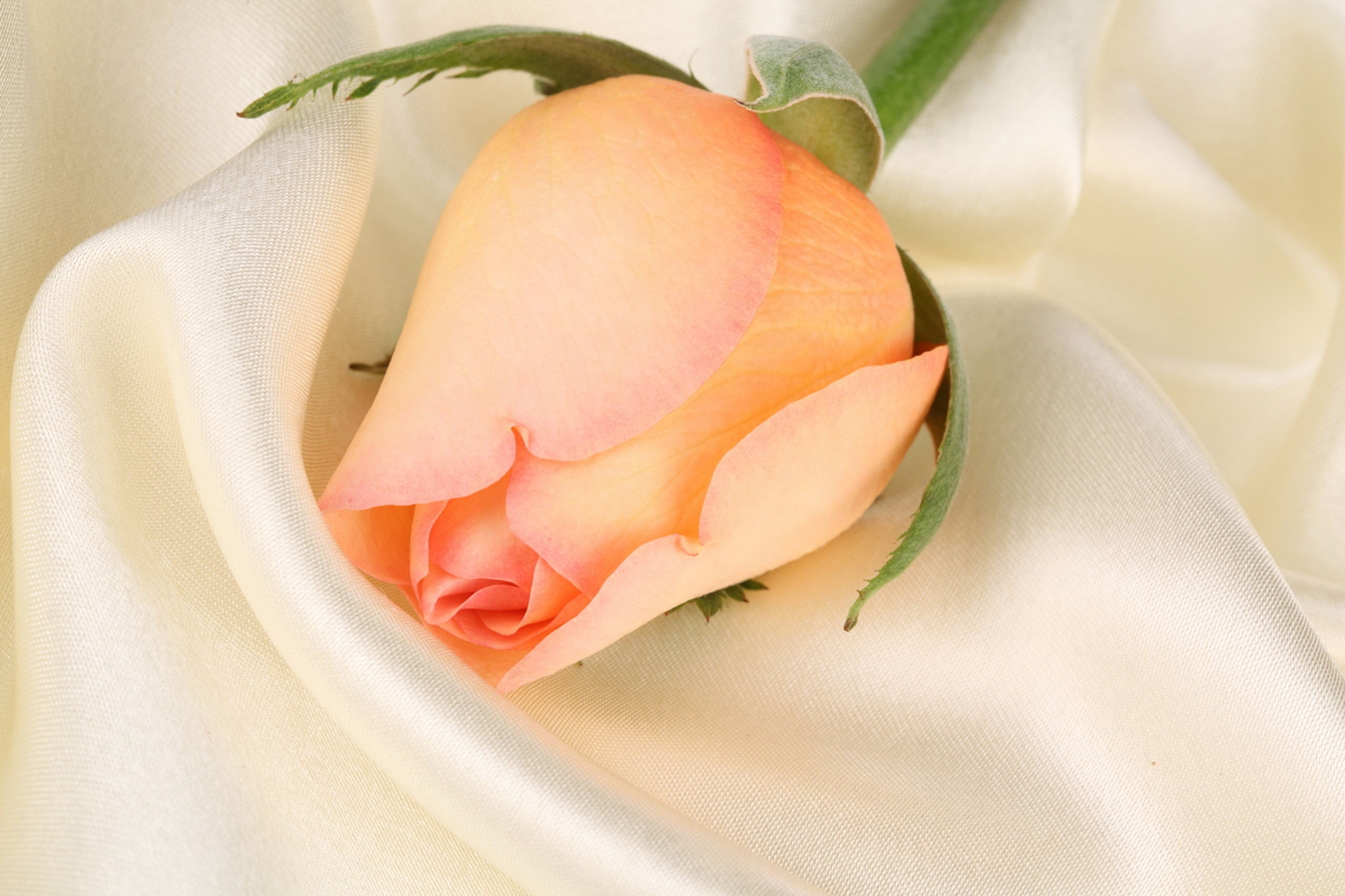 vegetable, nature, beauty, studio shot, flowering plant, bud, backgrounds, plant, romance, meat, food, decoration, material, curve, rose - Flower, folded, HD Wallpaper