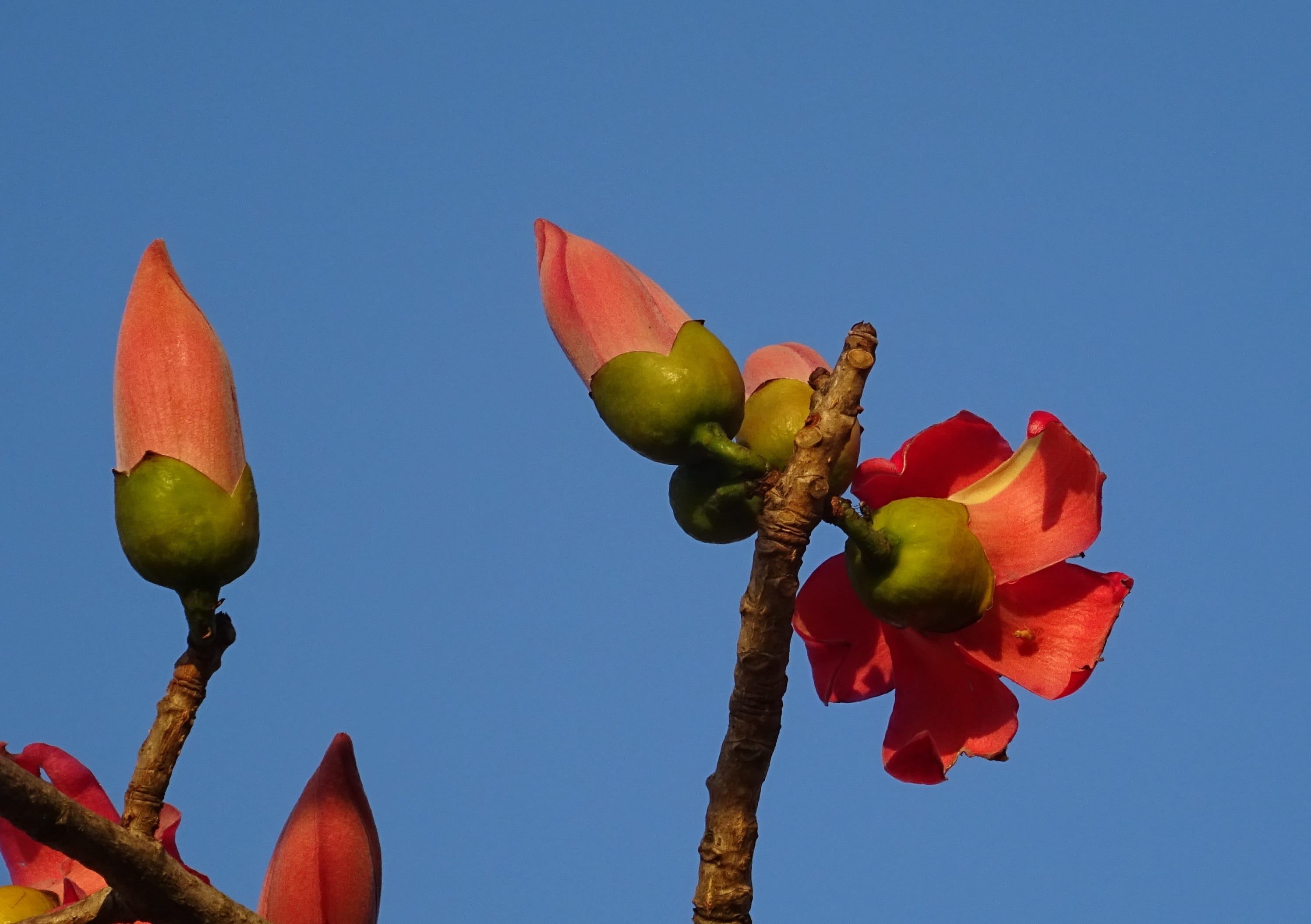 bombacaceae, india, leaf, beauty In Nature, karnataka, blue, Bud, nature, food and drink, bud, fruit, flower Head, growth, pink Color, tree, flower, ceiba pentandra, HD Wallpaper