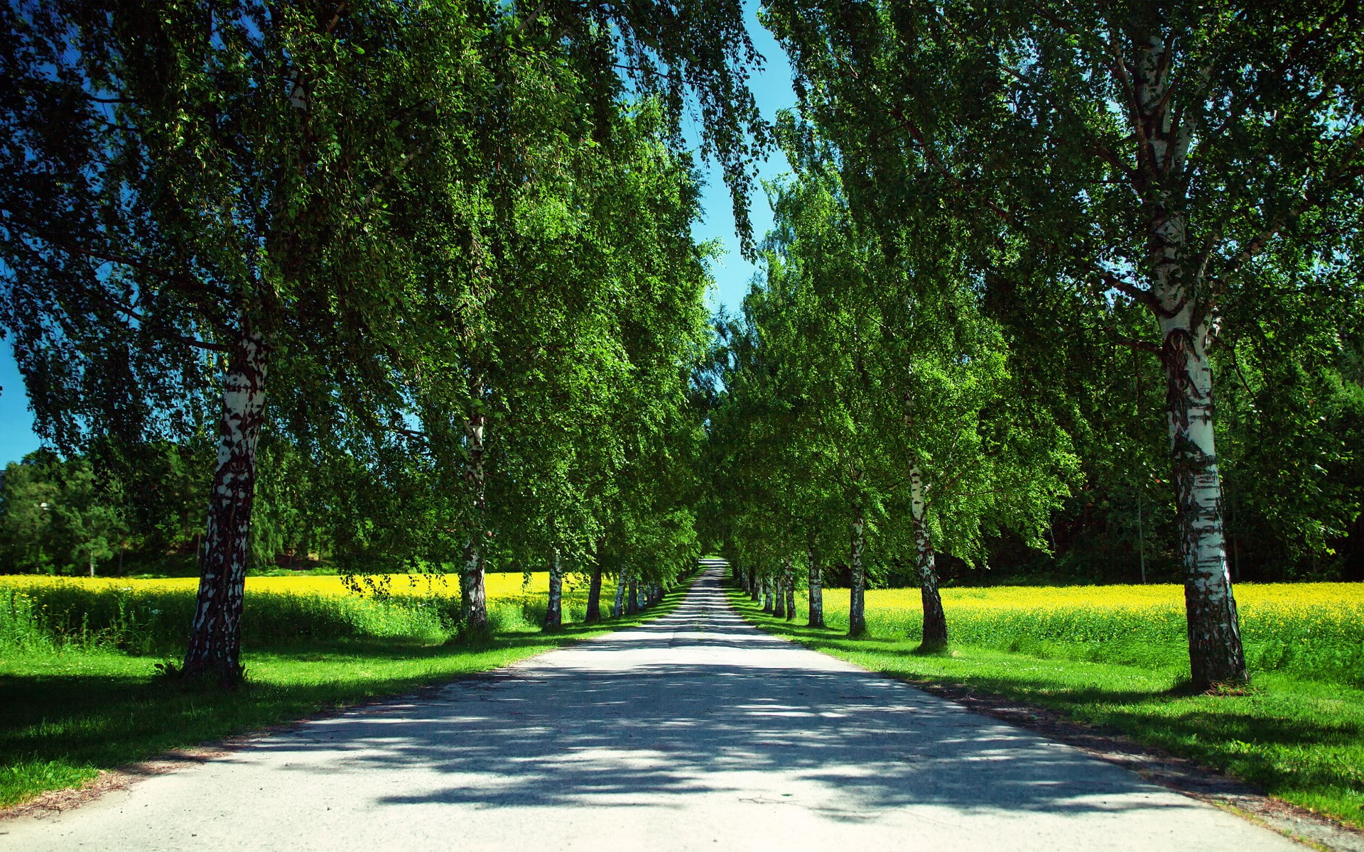 growth, green color, trunk, beautiful nature  desktop  1920x1200, diminishing perspective, footpath, park, nature, park - man made space, the way forward, HD Wallpaper