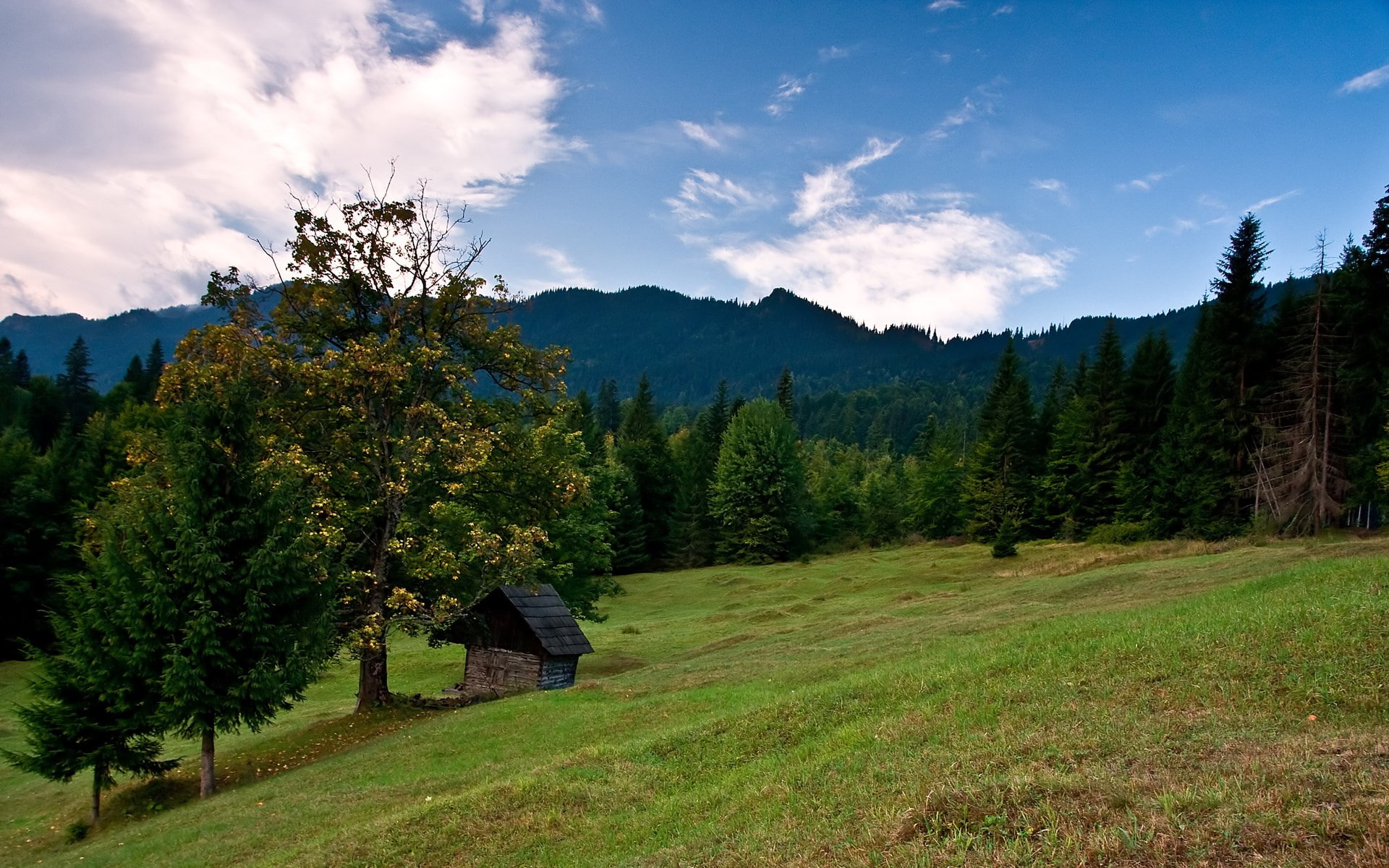 no people, land, tranquil scene, pine tree, landscape, nature, day, mountain, environment, coniferous tree, beautiful nature  for desktop 1920x1200, outdoors, HD Wallpaper