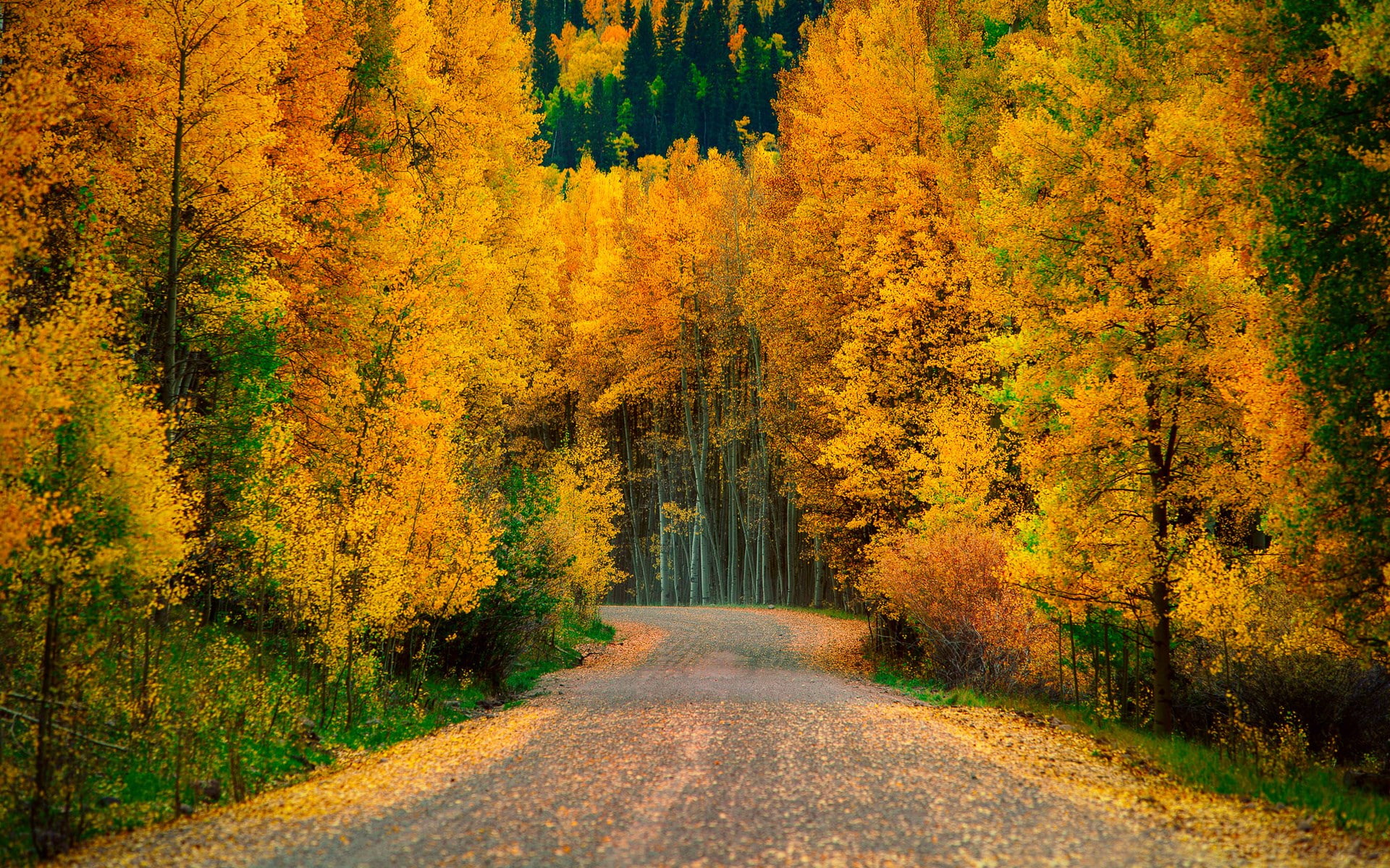direction, woodland, tranquil scene, no people, the way forward, diminishing perspective, transportation, scenics - nature, yellow, orange color, tree, HD Wallpaper