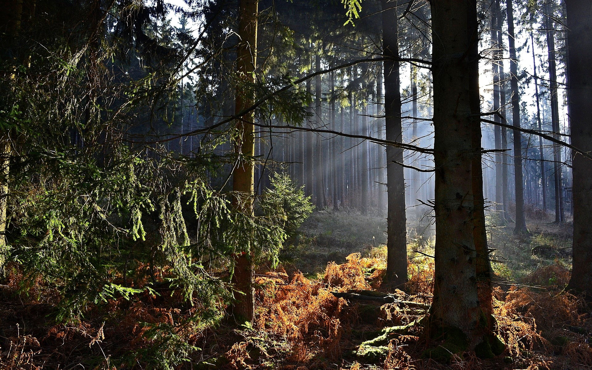 growth, fog, scenics - nature, plant, tranquility, day, tranquil scene, outdoors, sunlight, beautiful nature  desktop  1920x1200, woodland, tree, land, HD Wallpaper