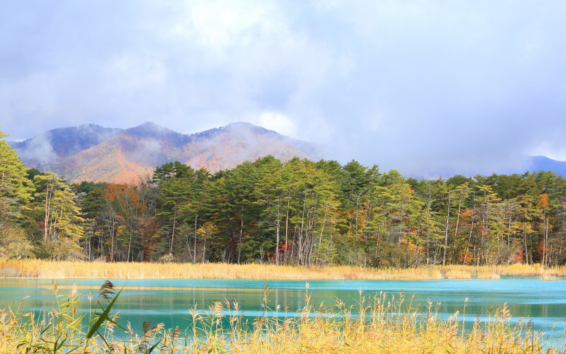 1080P, beautiful nature  for desktop 1920x1200, HD Wallpaper